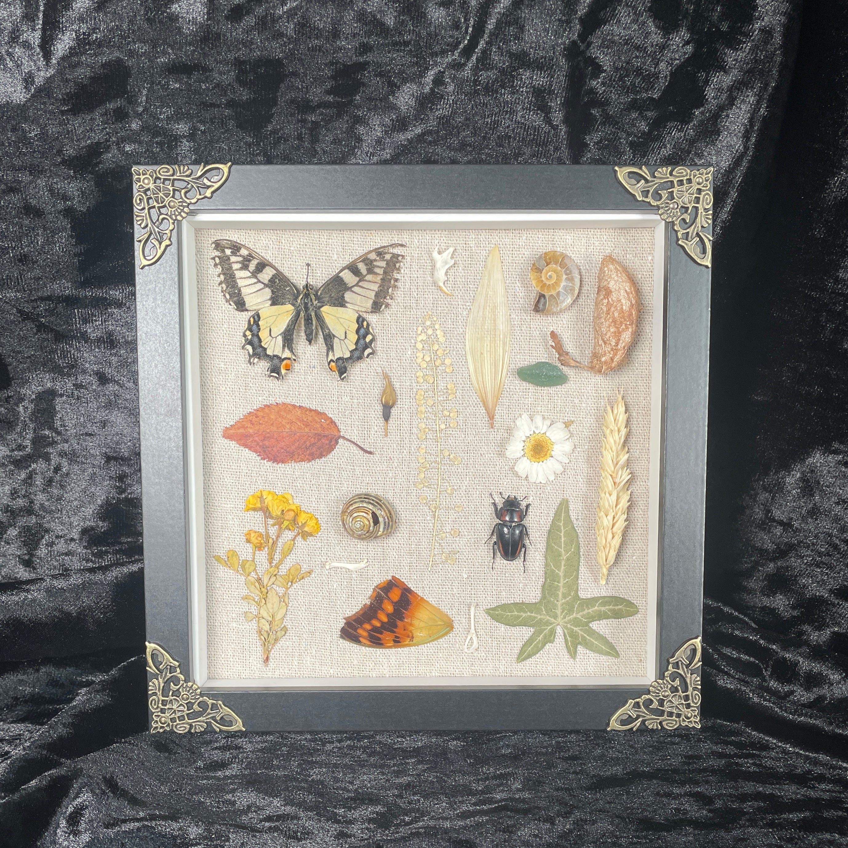 Nature’s treasures frame