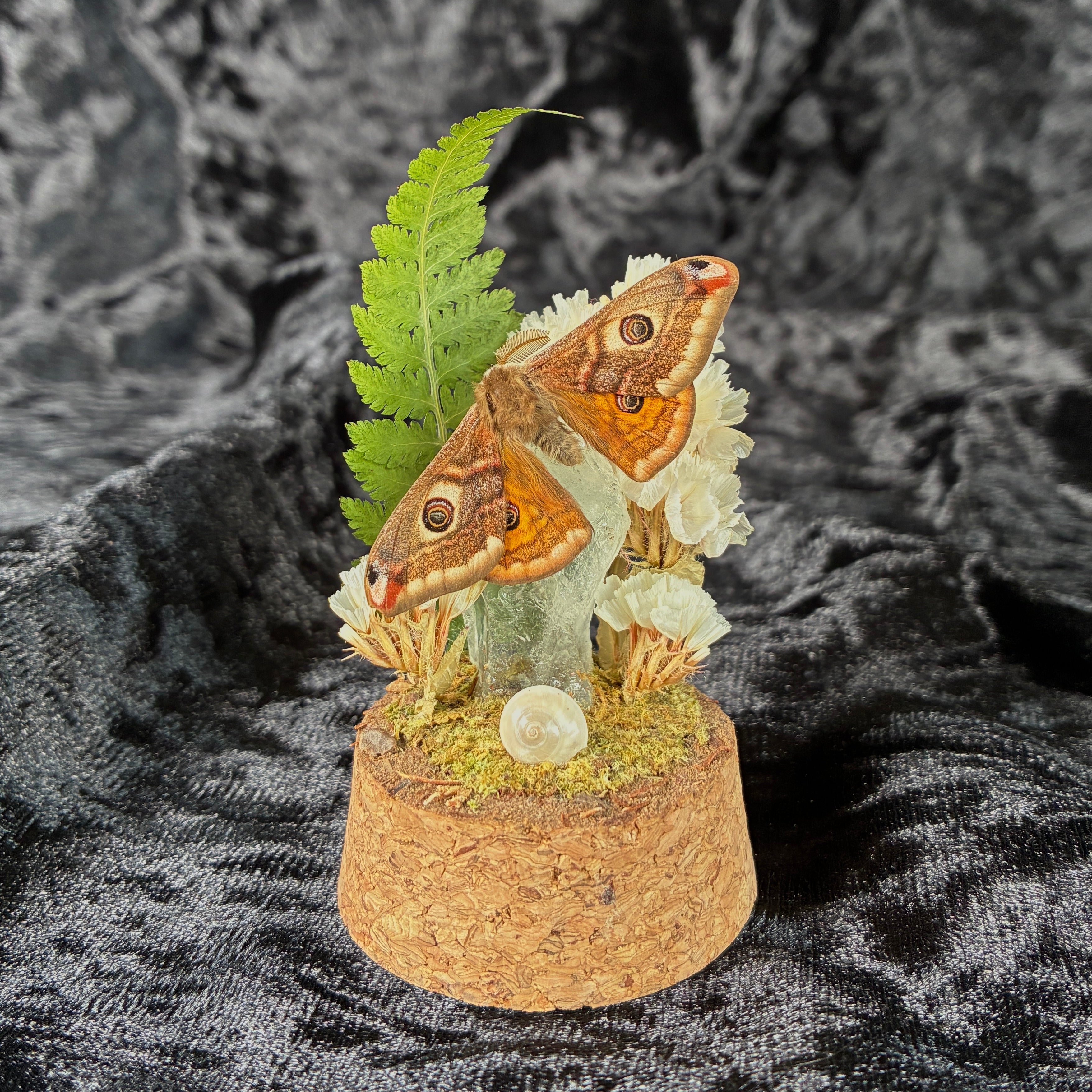 Small emperor moth specimen dome