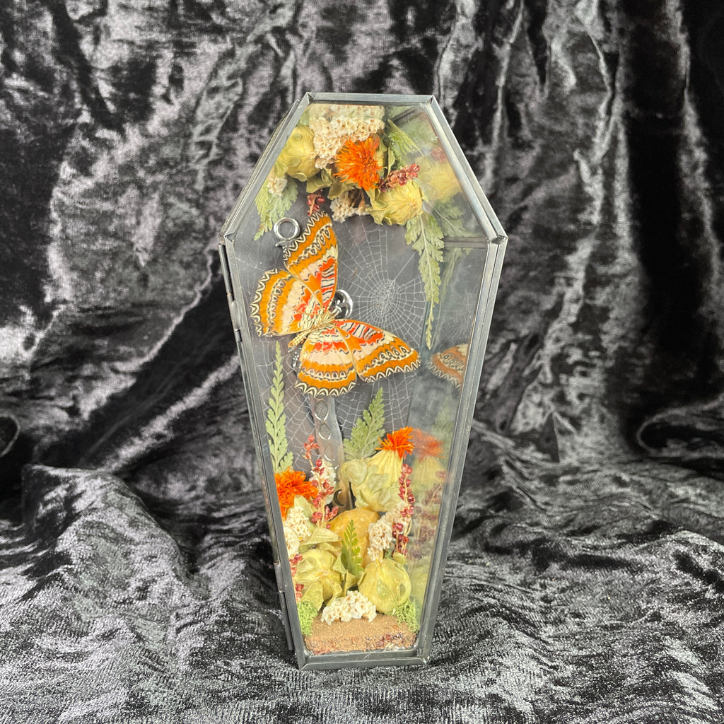 Lacewing butterfly coffin display