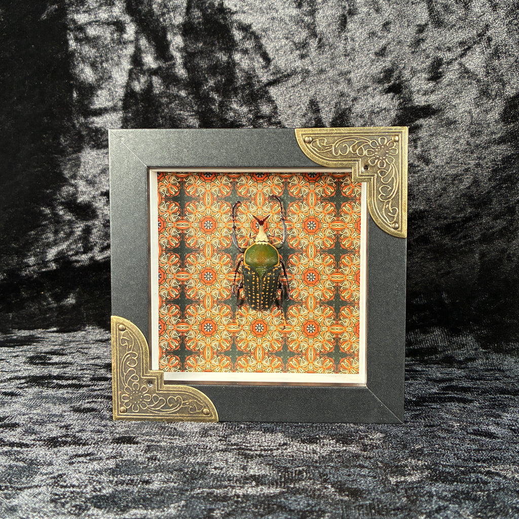 Beetle specimen frame