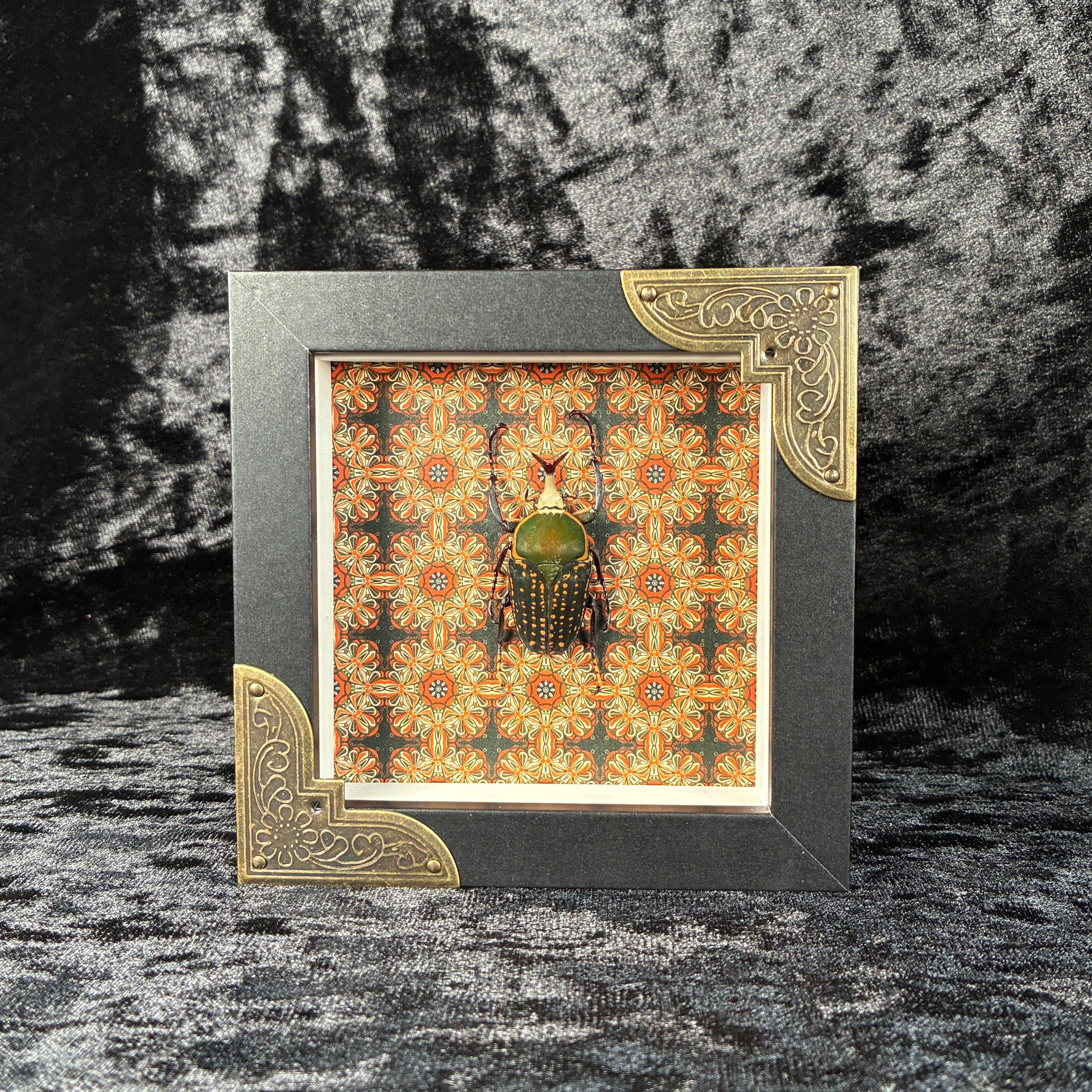 Beetle specimen frame