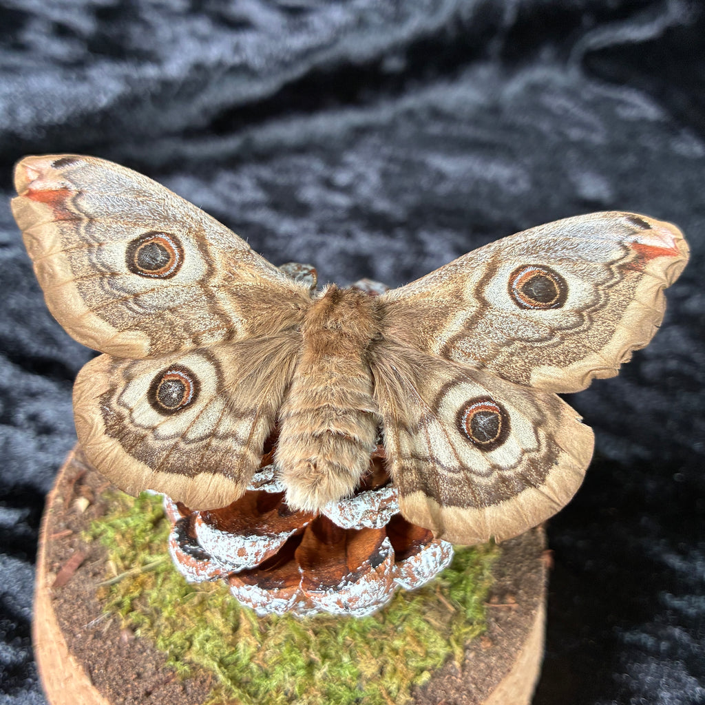 Emperor moth specimen dome