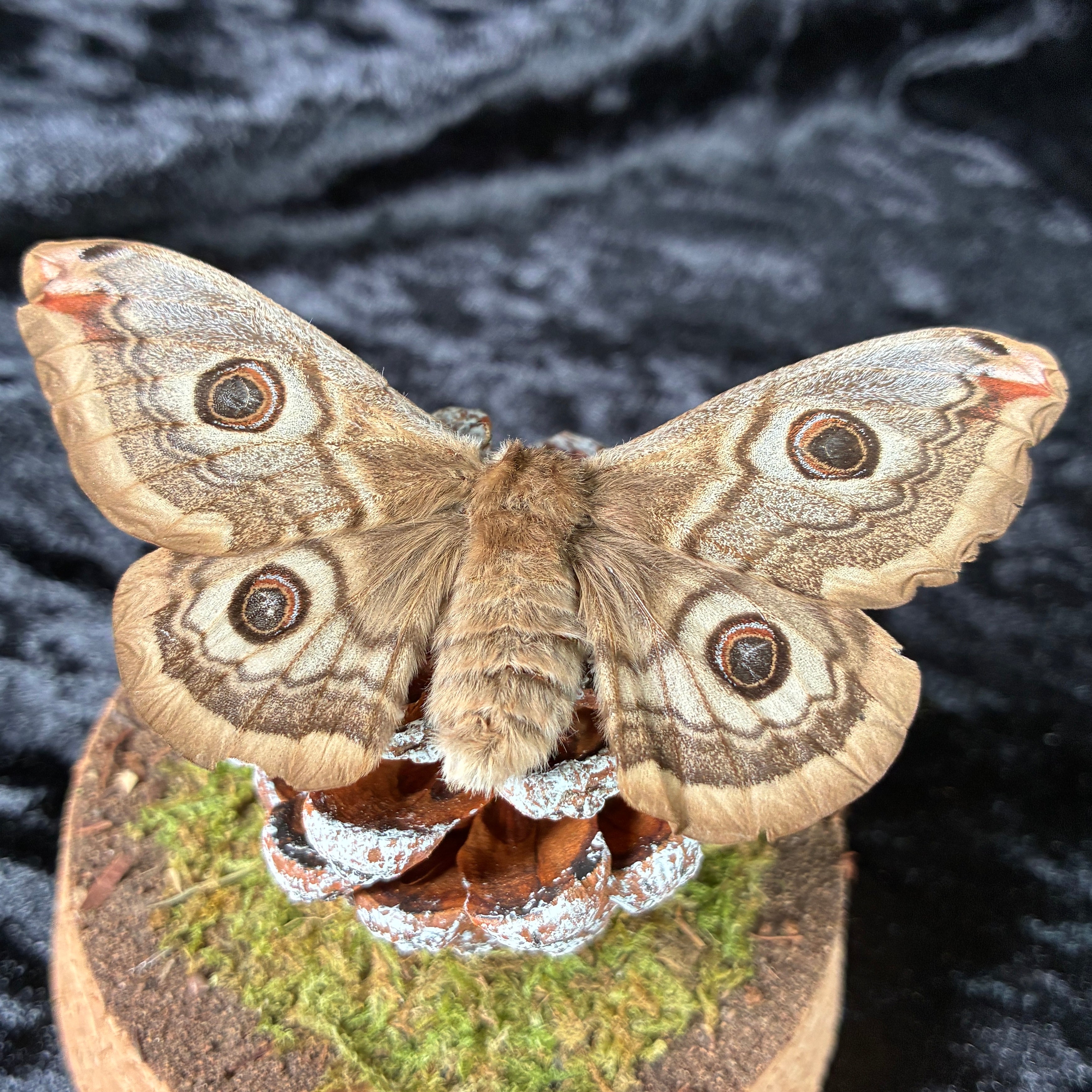 Emperor moth specimen dome