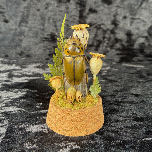 Beetle specimen dome