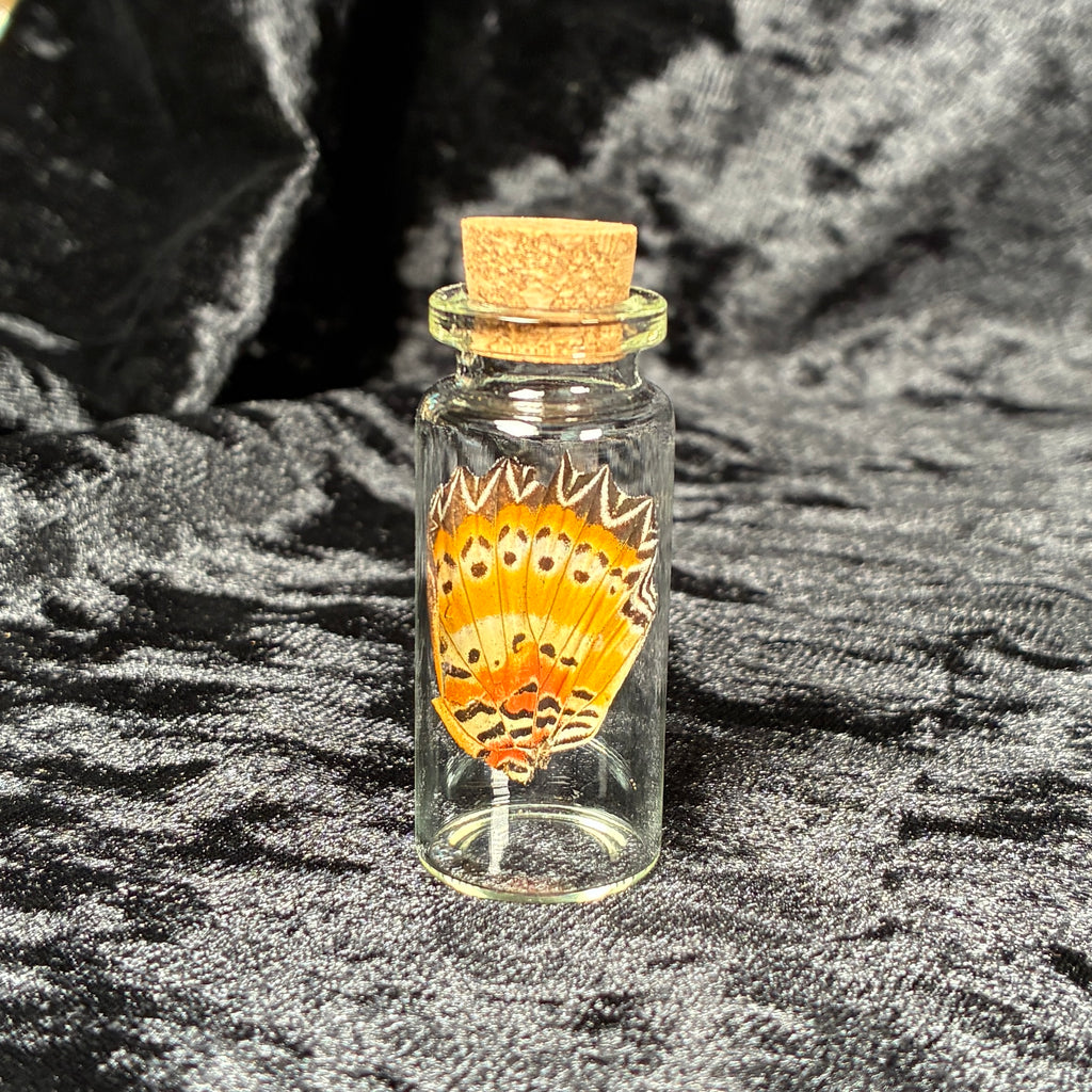 Oddity jar bundle, curio & specimen vials