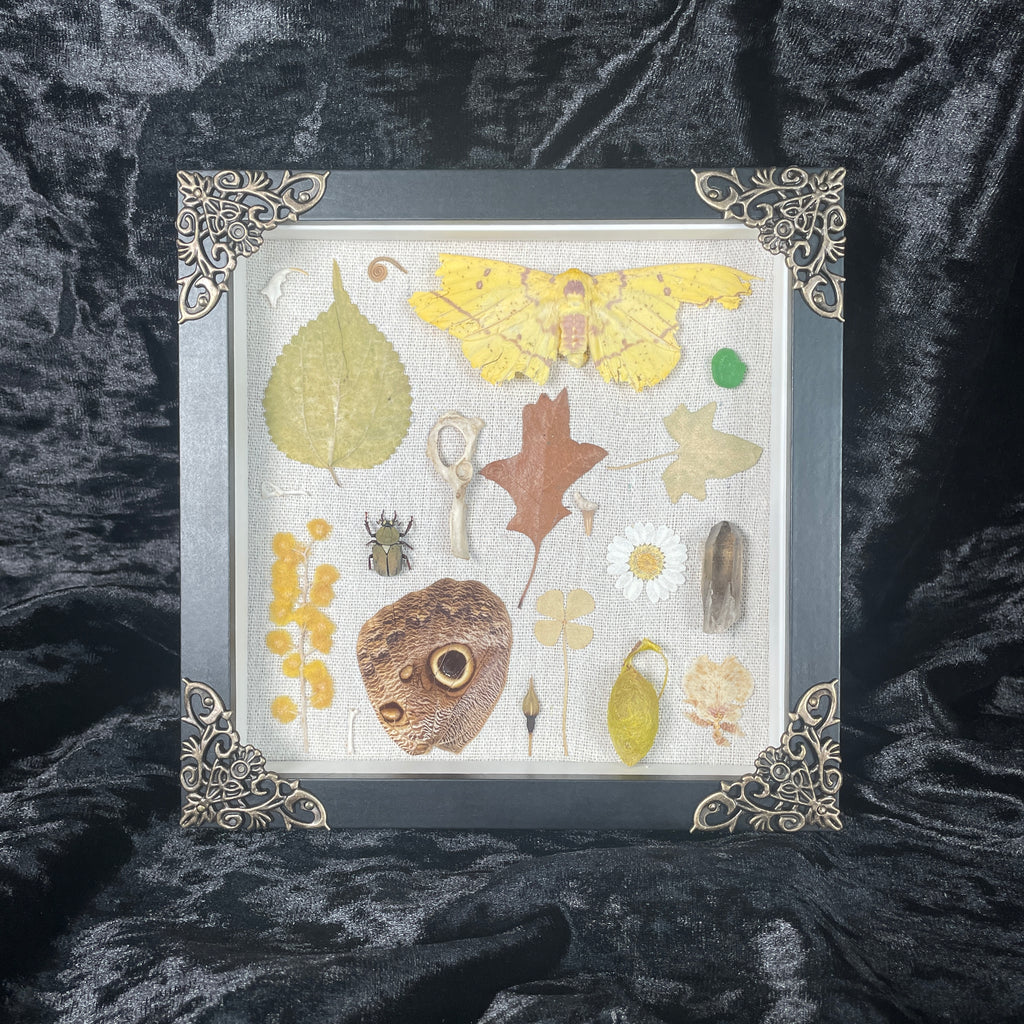 Natures treasures frame