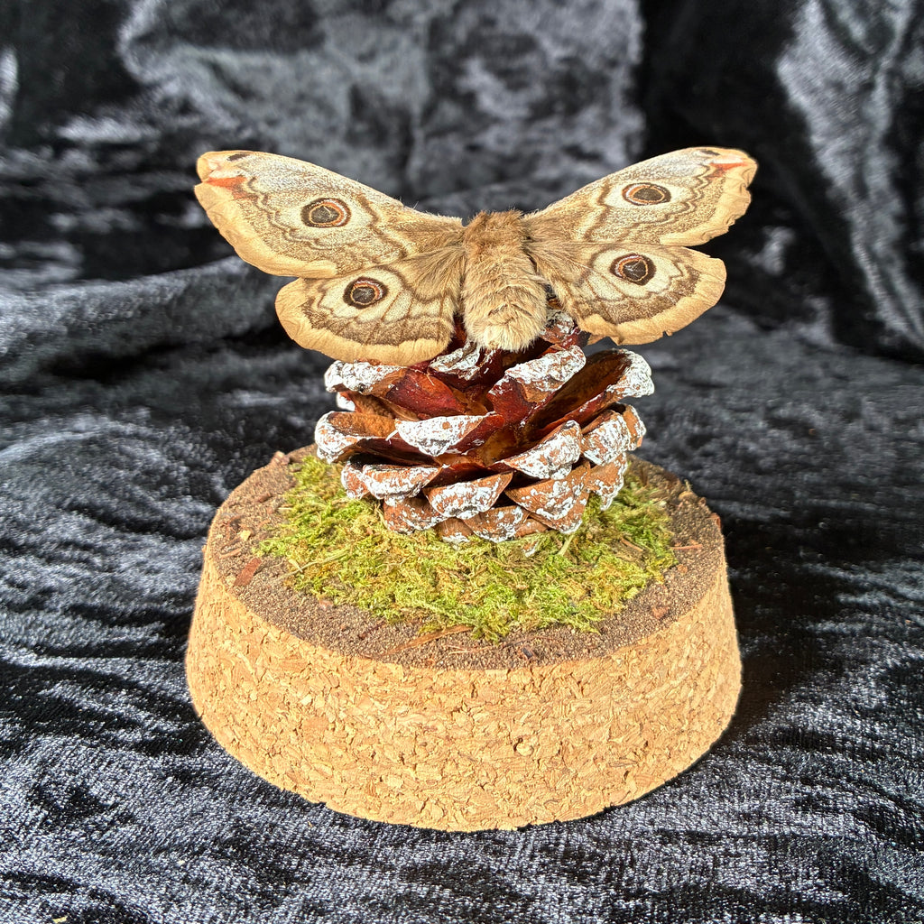 Emperor moth specimen dome