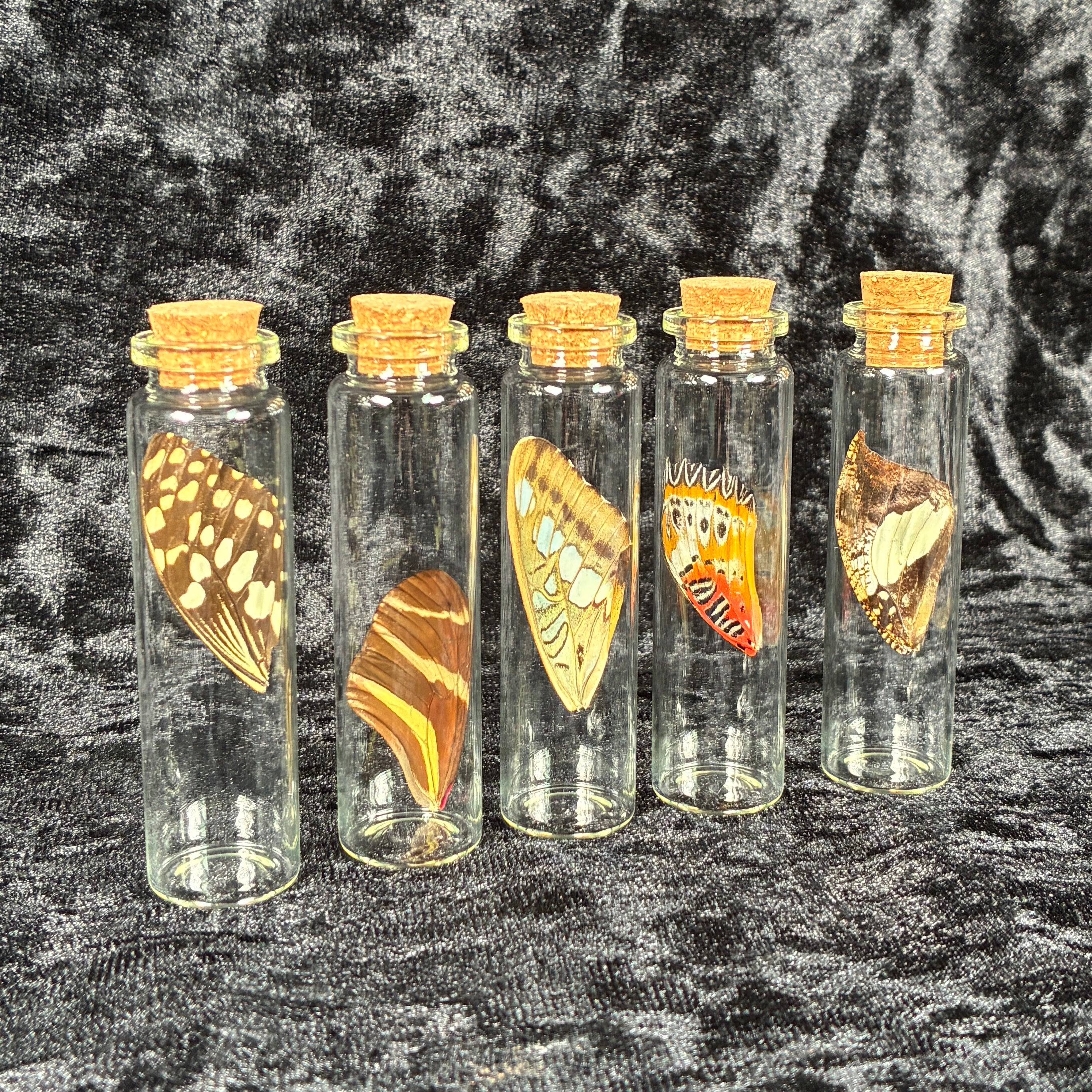 Butterfly wing jar bundle