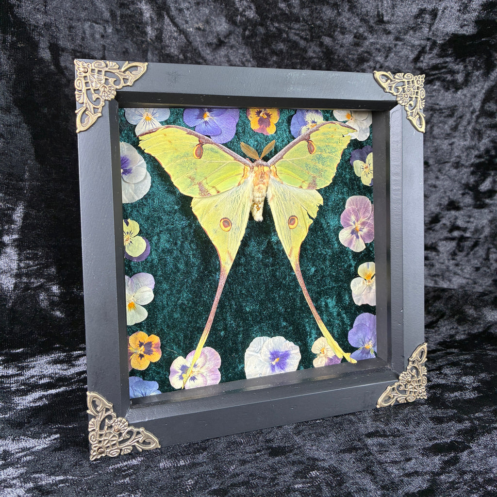 African moon moth specimen frame