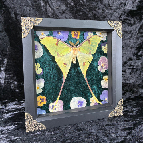 African moon moth specimen frame