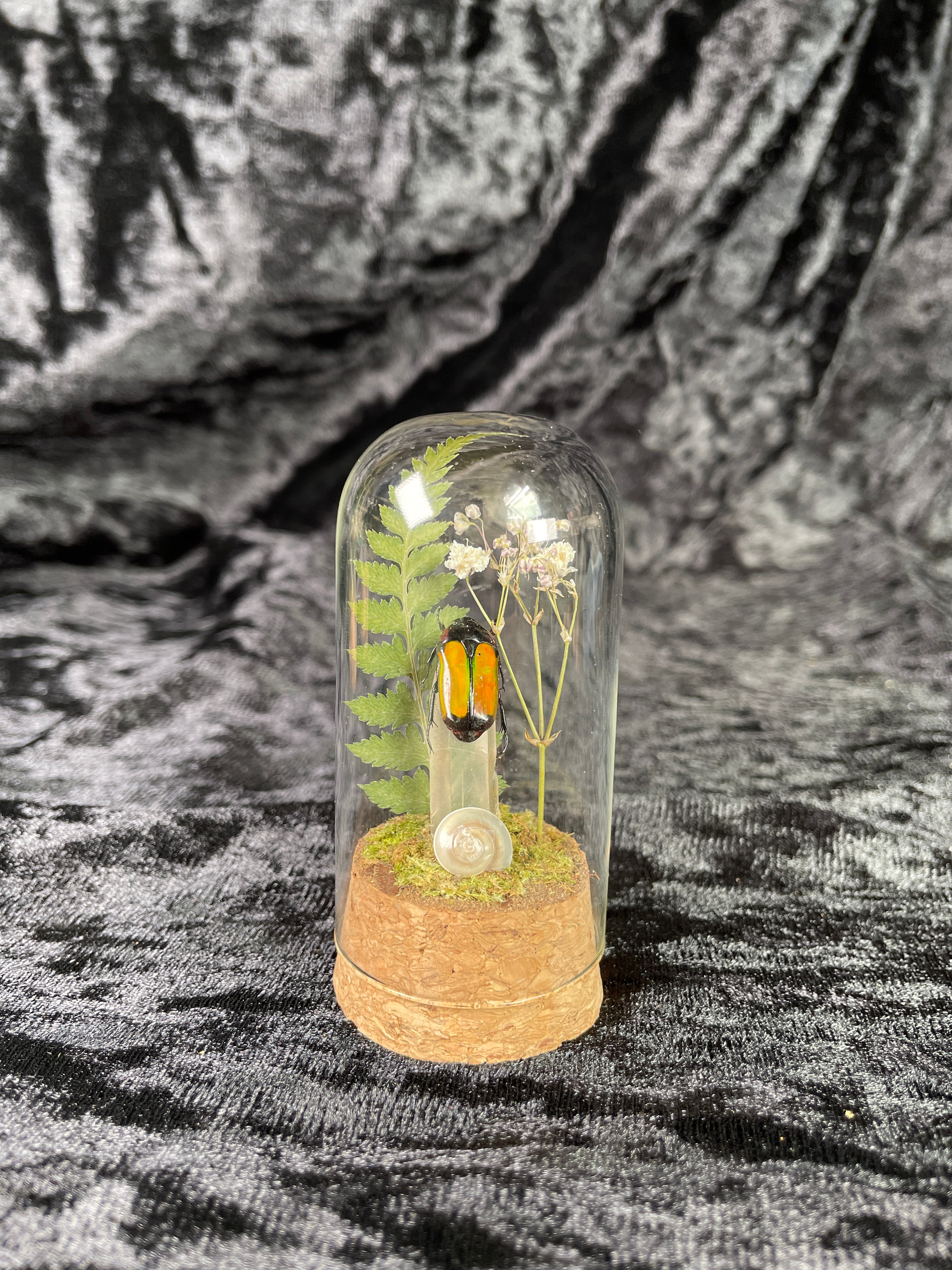 X-small mixed insect domes