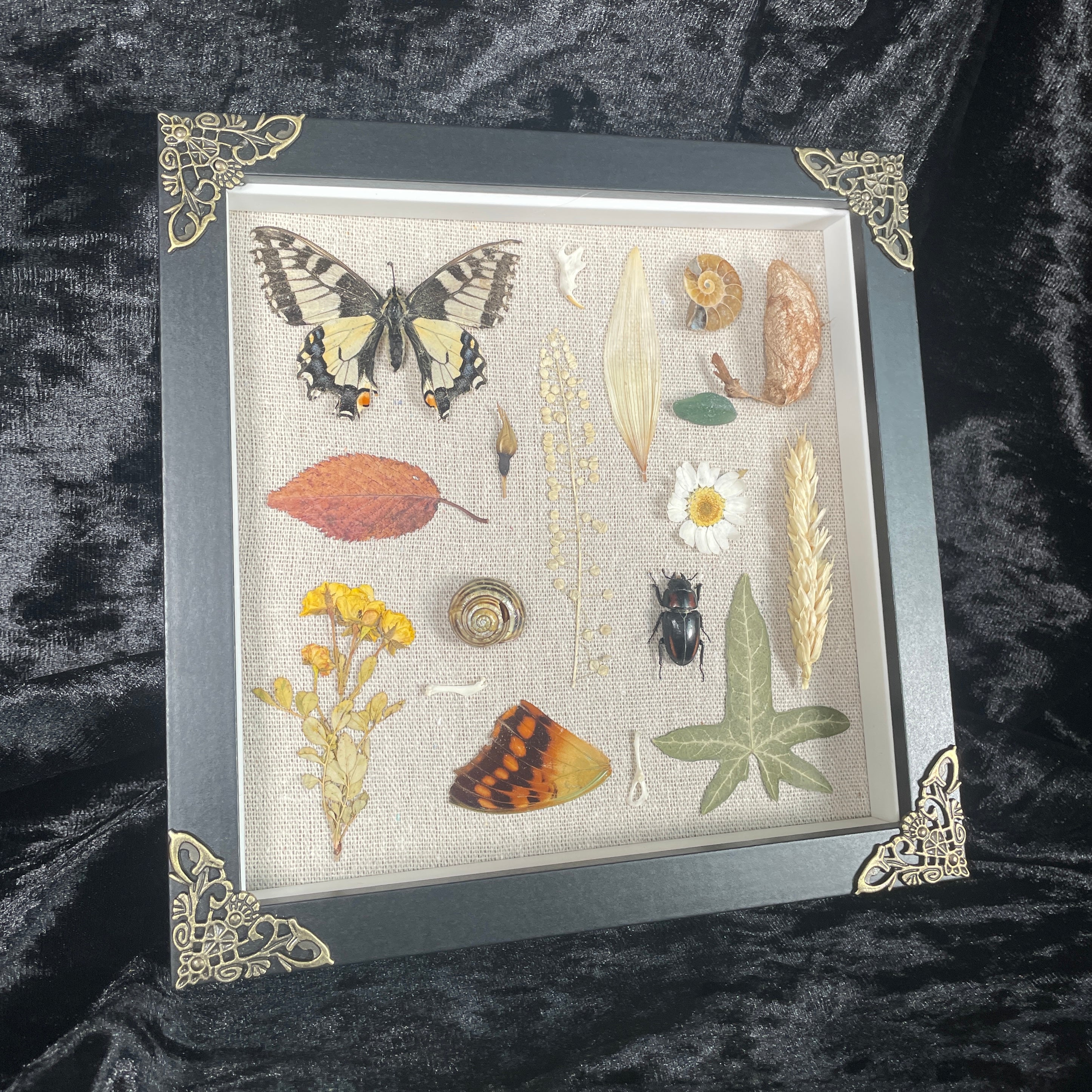 Nature’s treasures frame