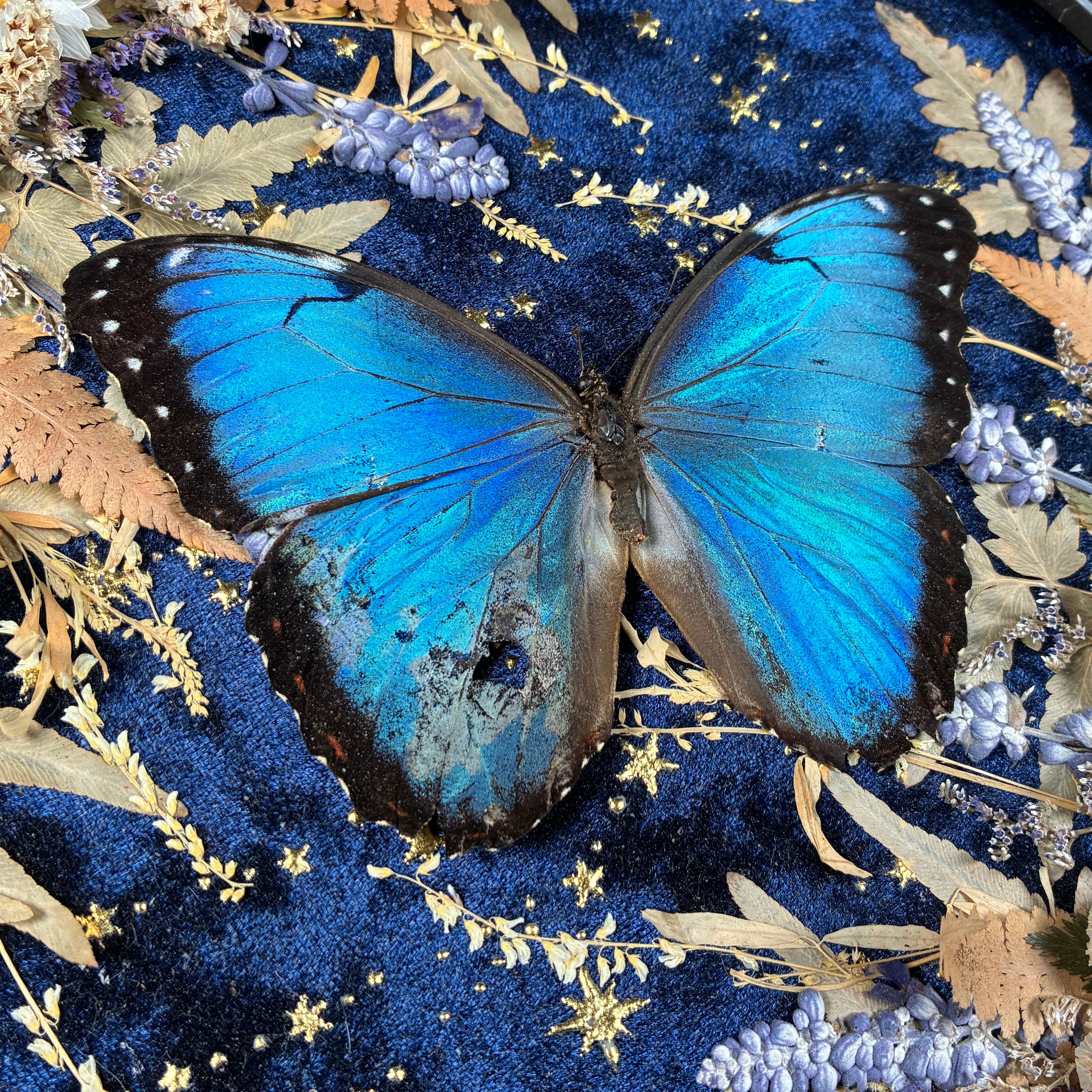 Blue Morpho butterfly frame