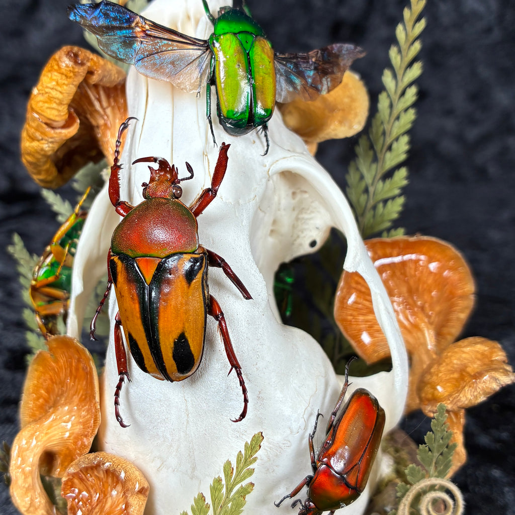 Beetle & skull display dome