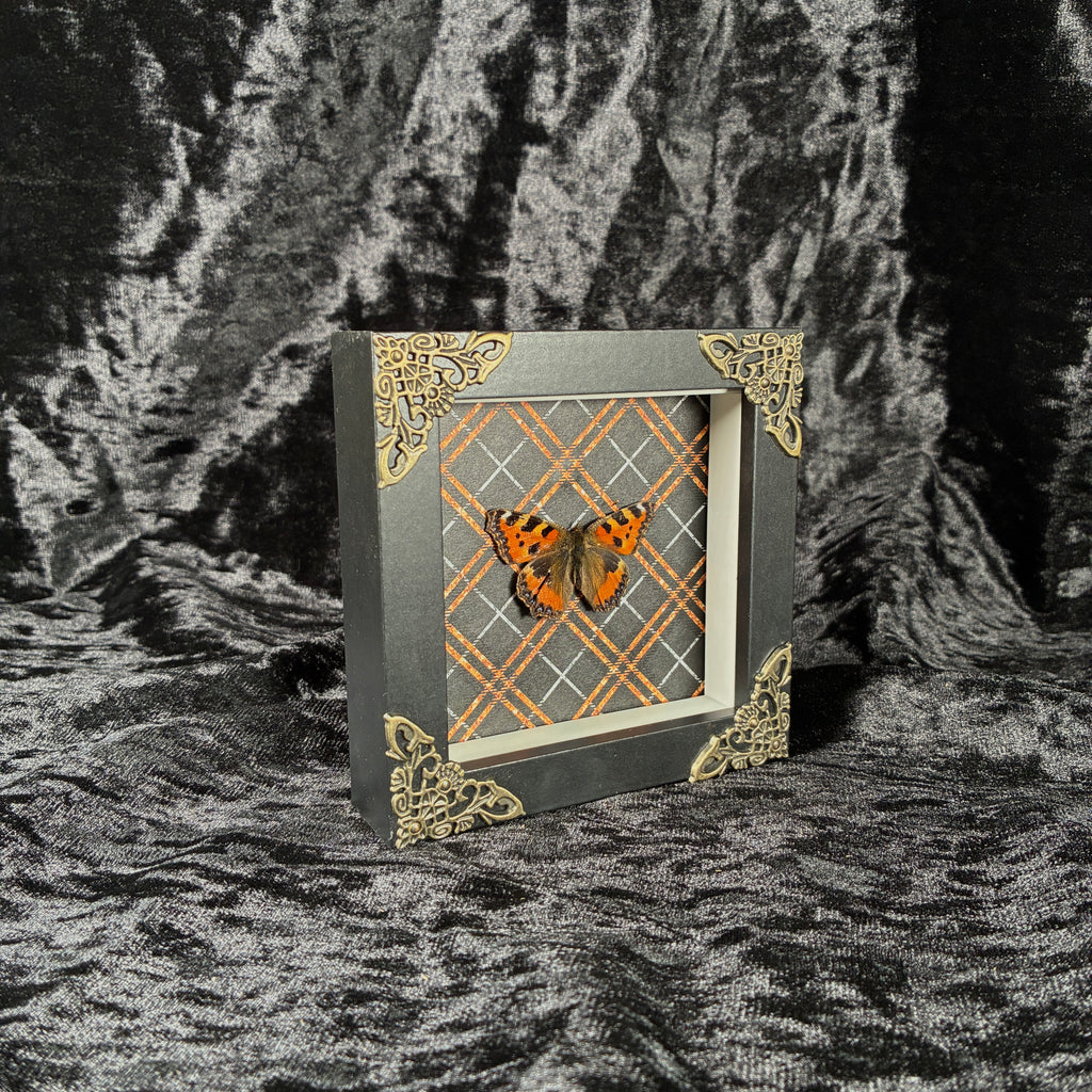 Butterfly specimen frame