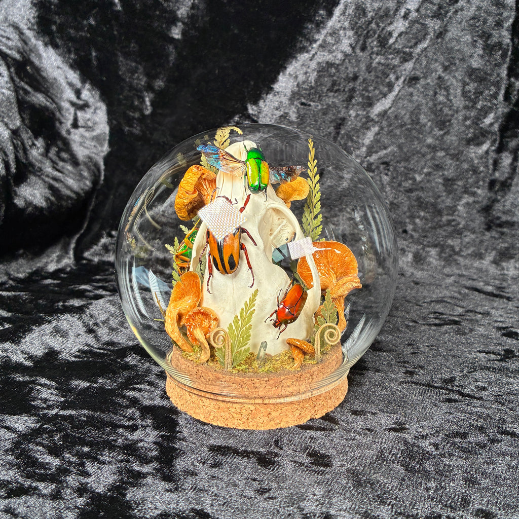 Beetle & skull display dome