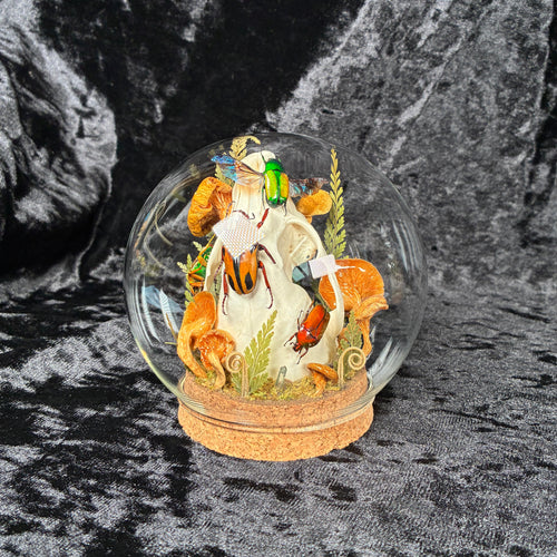 Beetle & skull display dome