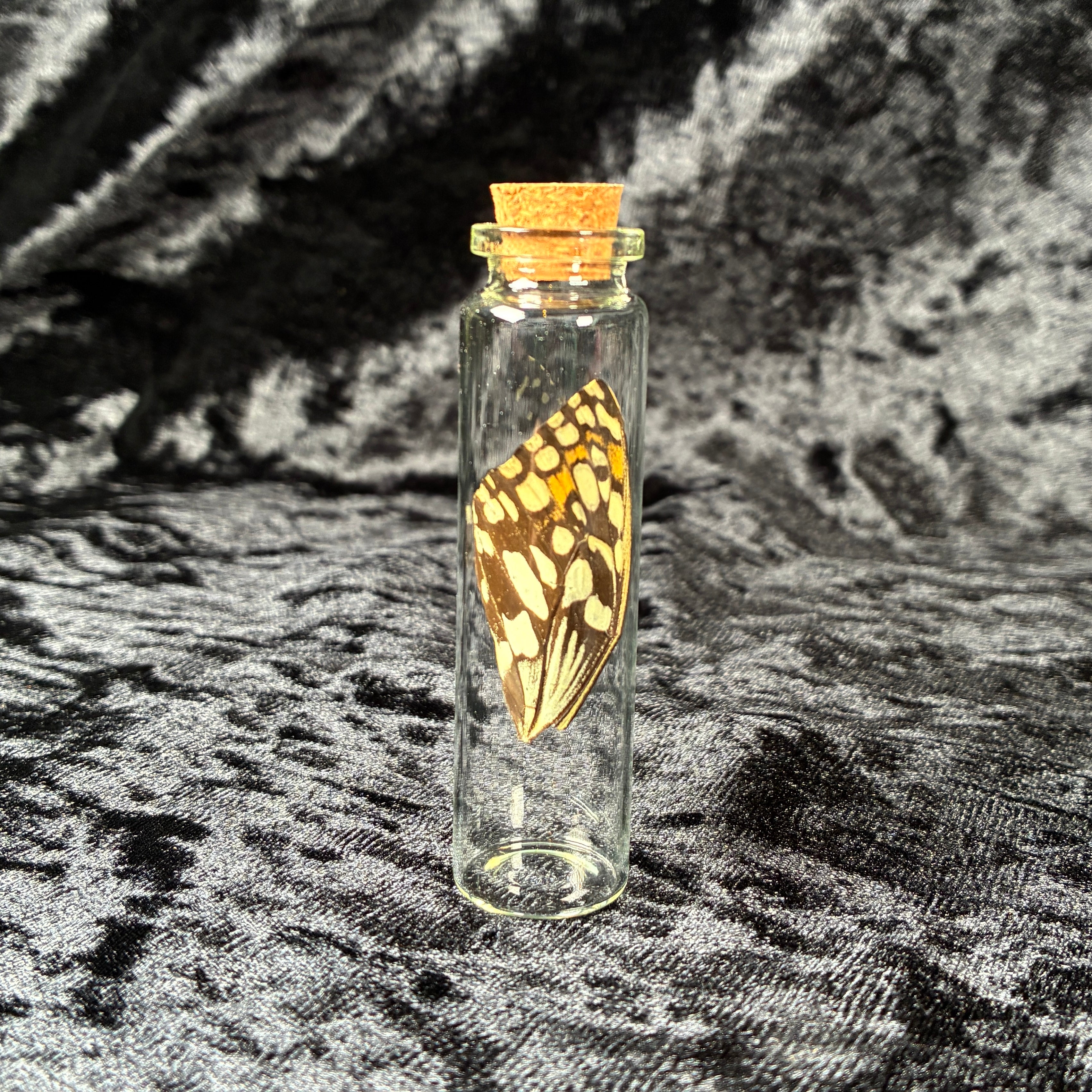 Oddity jar bundle, curio & specimen vials