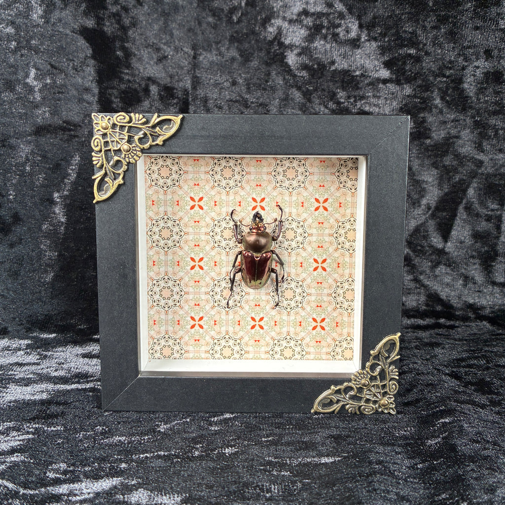 Rainbow stag beetle specimen frame