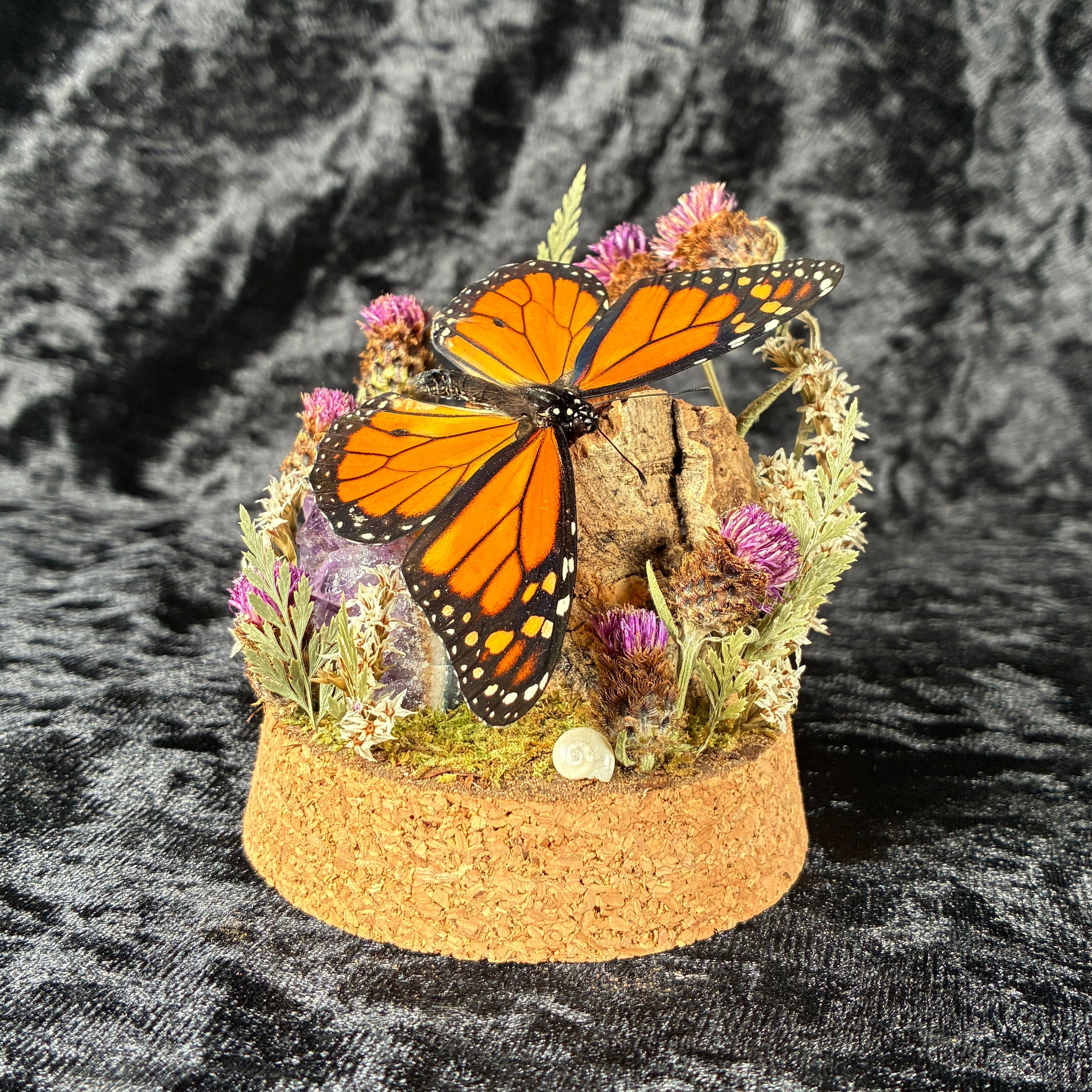 Monarch butterfly dome