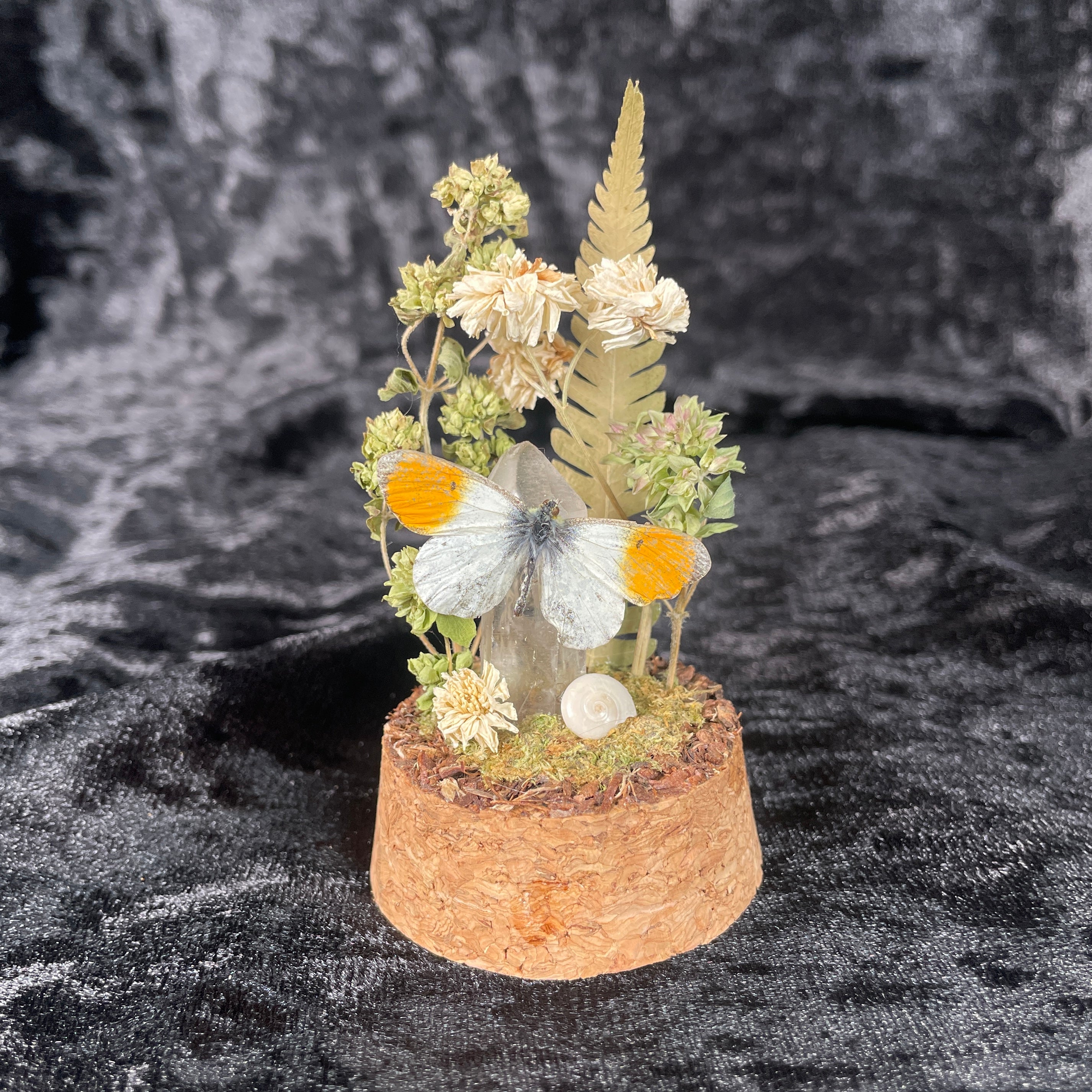 Butterfly specimen small dome