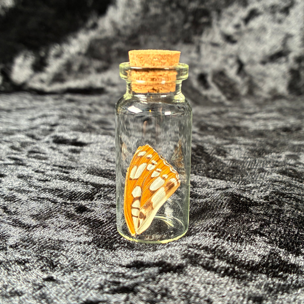 Oddity jar bundle, curio & specimen vials