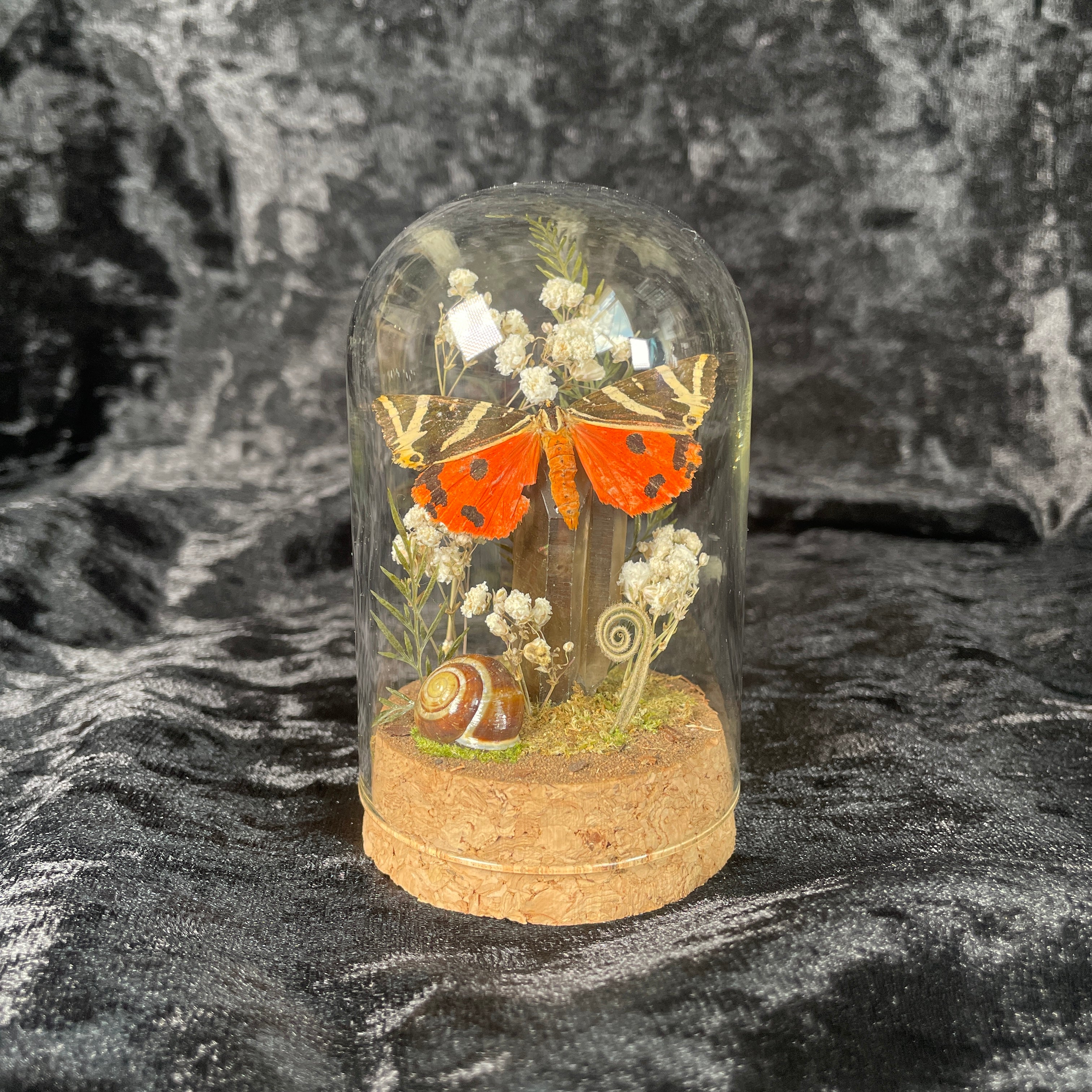 Tiger moth specimen dome