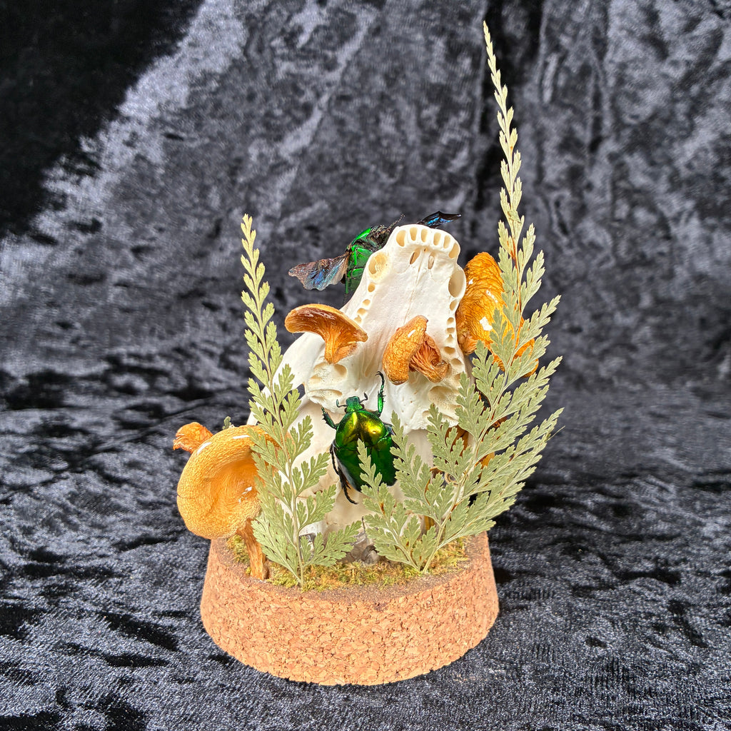 Beetle & skull display dome