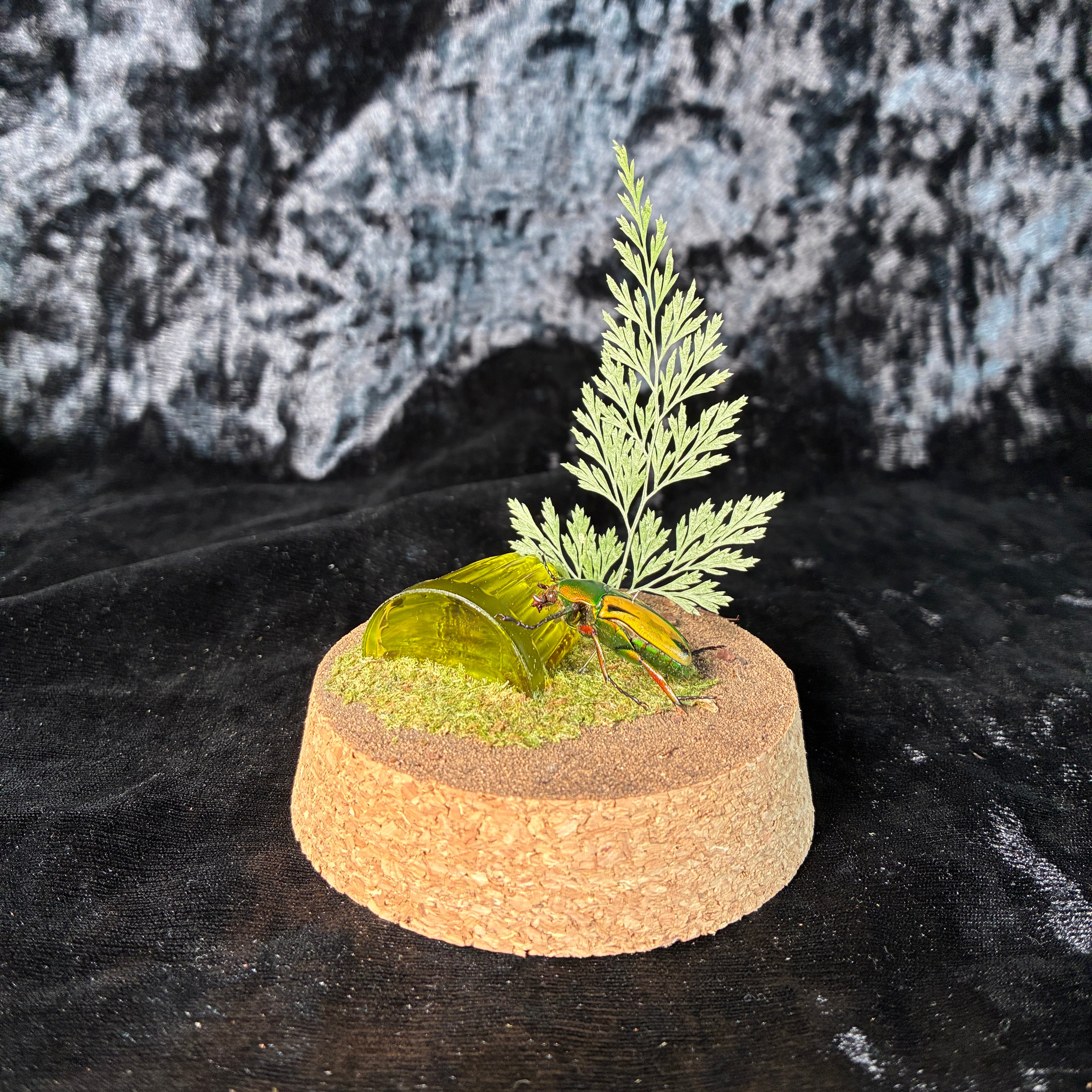 Beetle & faux jelly dome