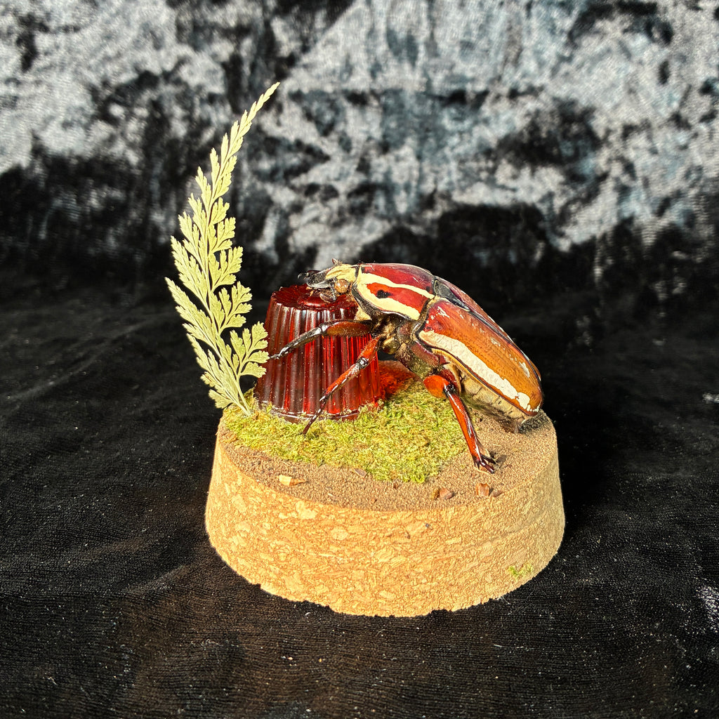 MTU beetle & faux jelly dome