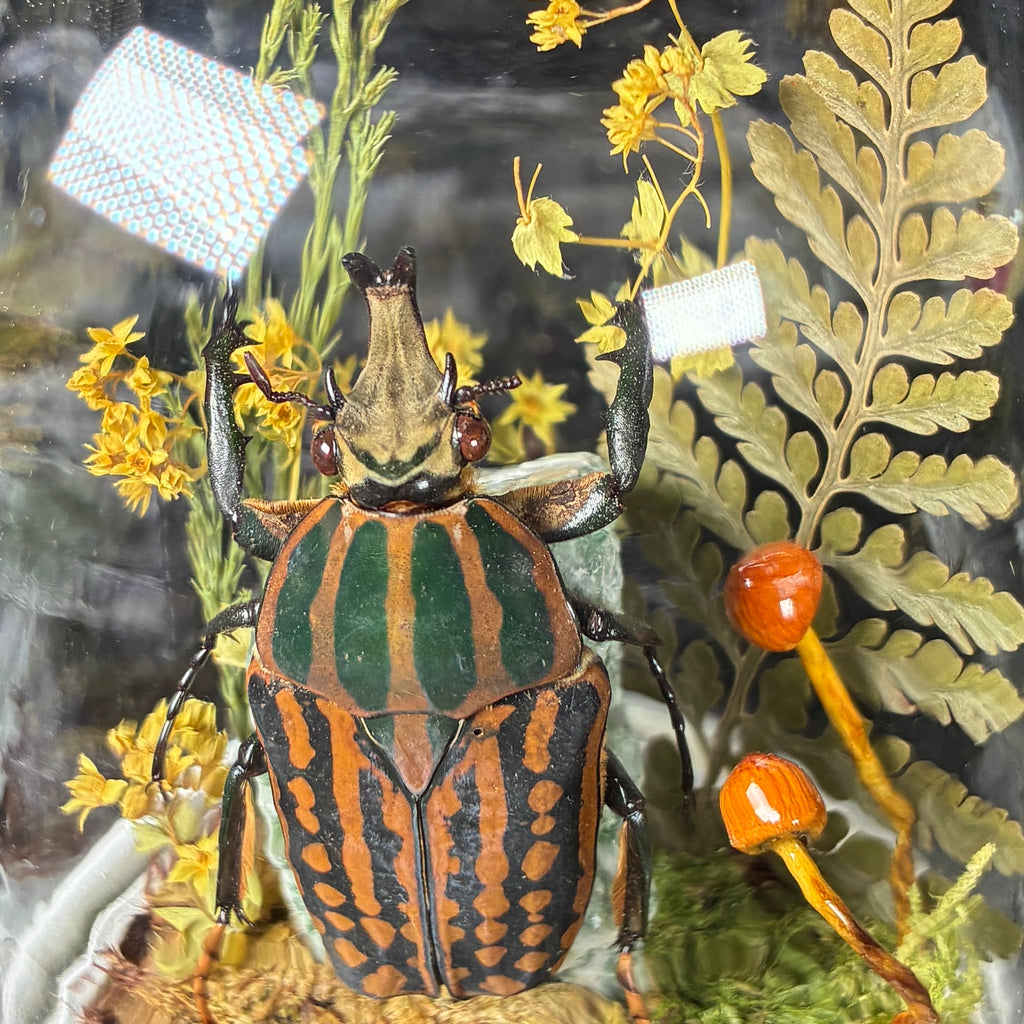 Hanging beetle specimen dome