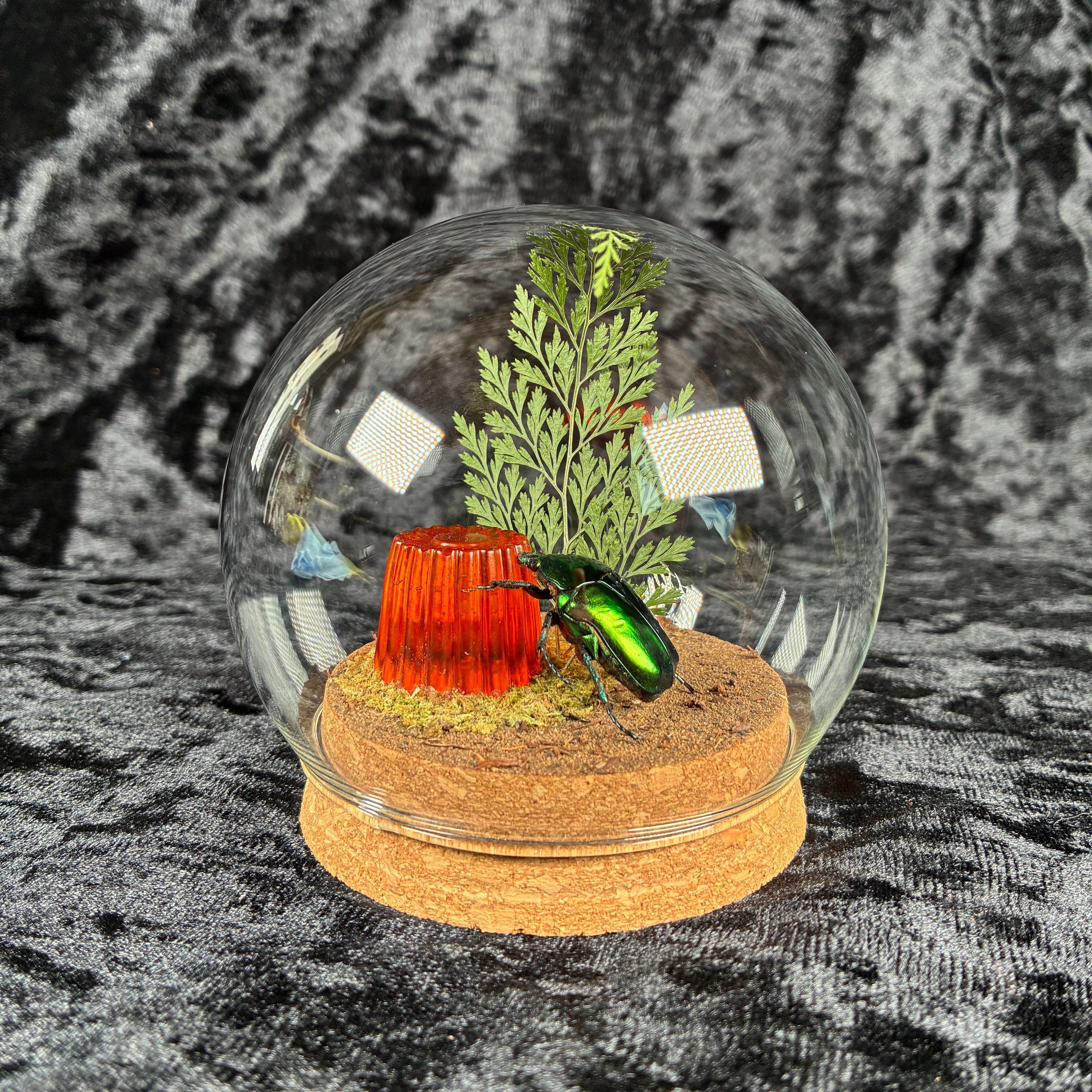 Flower beetle & ‘jelly’ dome