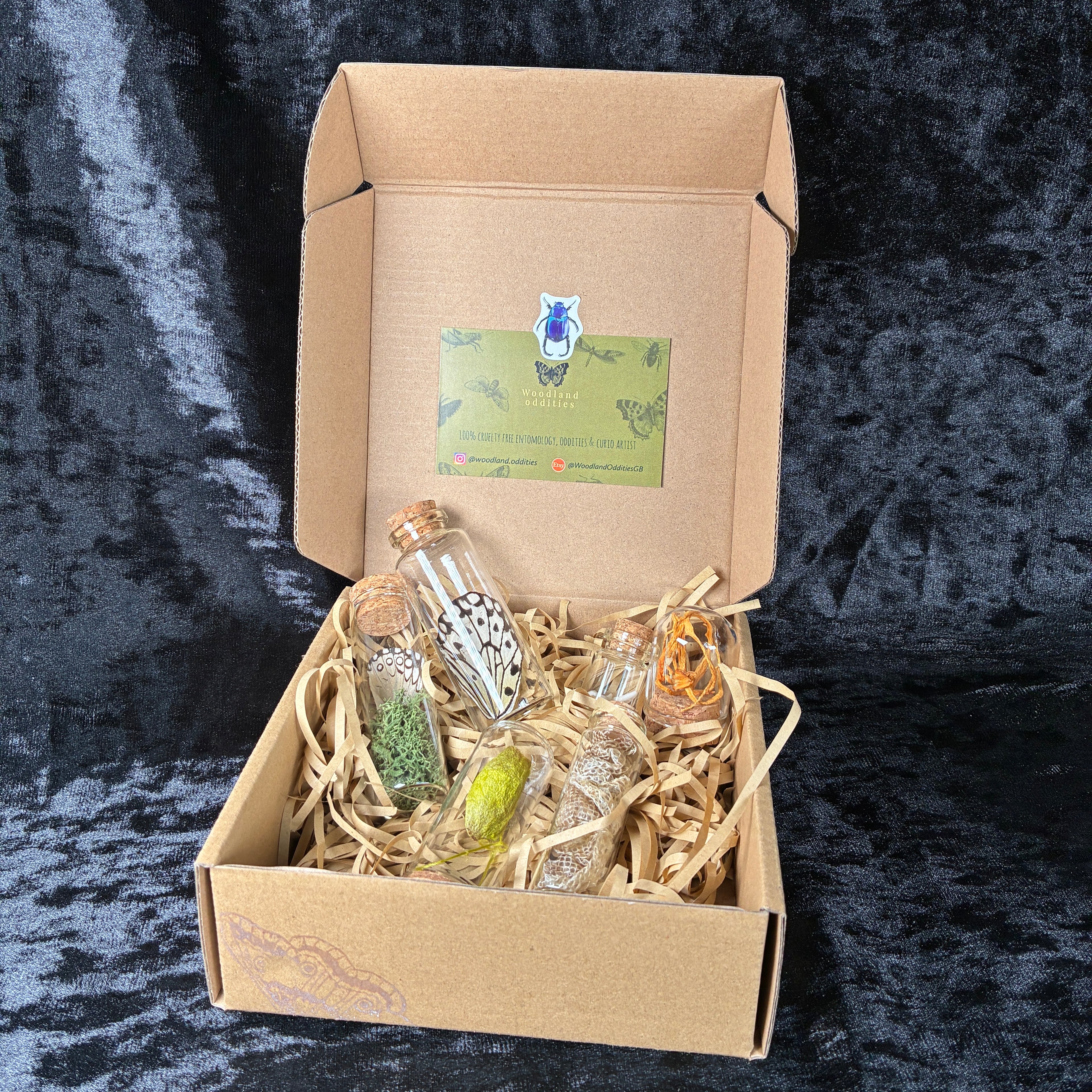 Nature & insect Oddity/curio jar mystery box