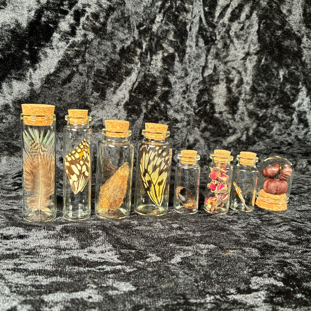 Oddity jar bundle, curio & specimen vials