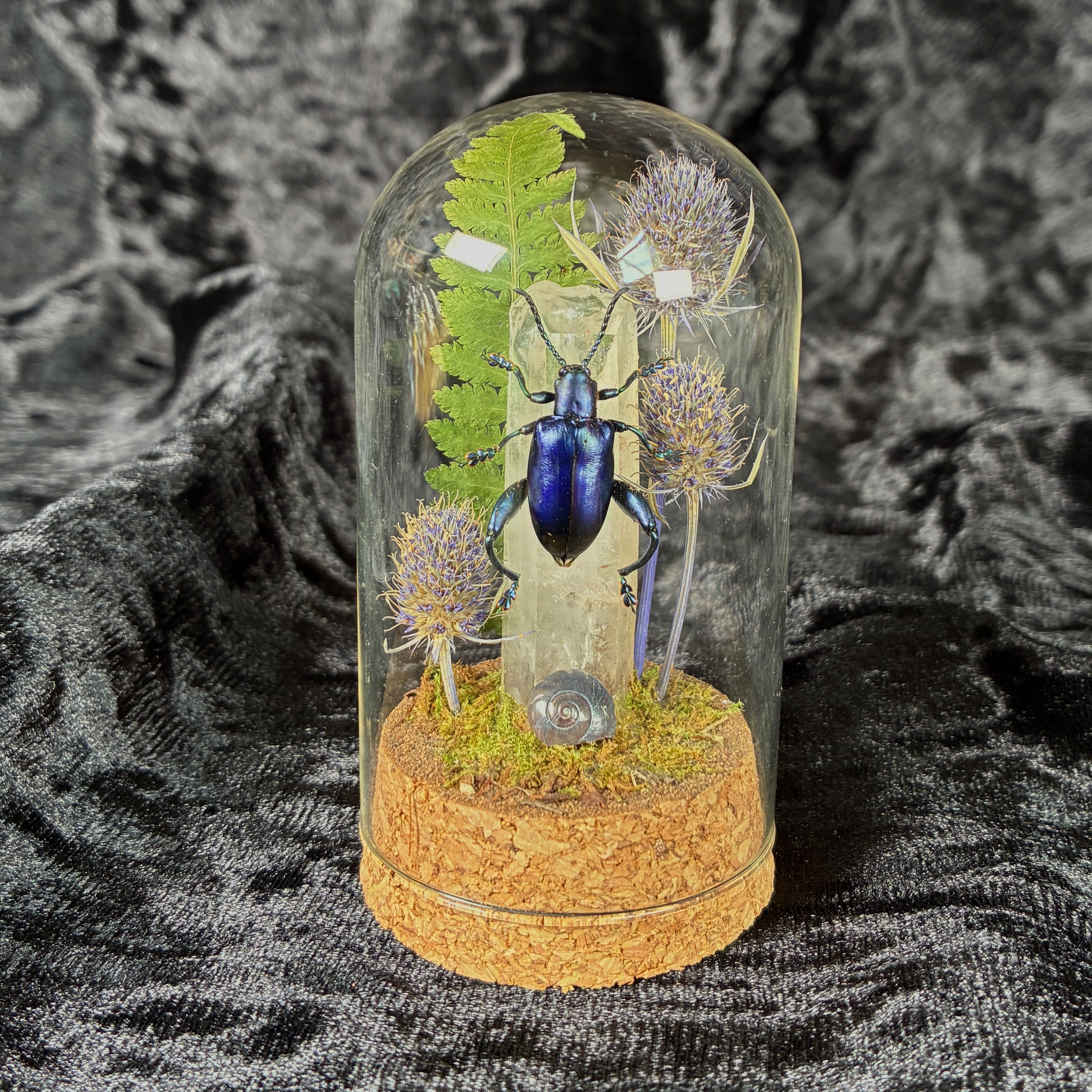 Frog legged beetle specimen dome