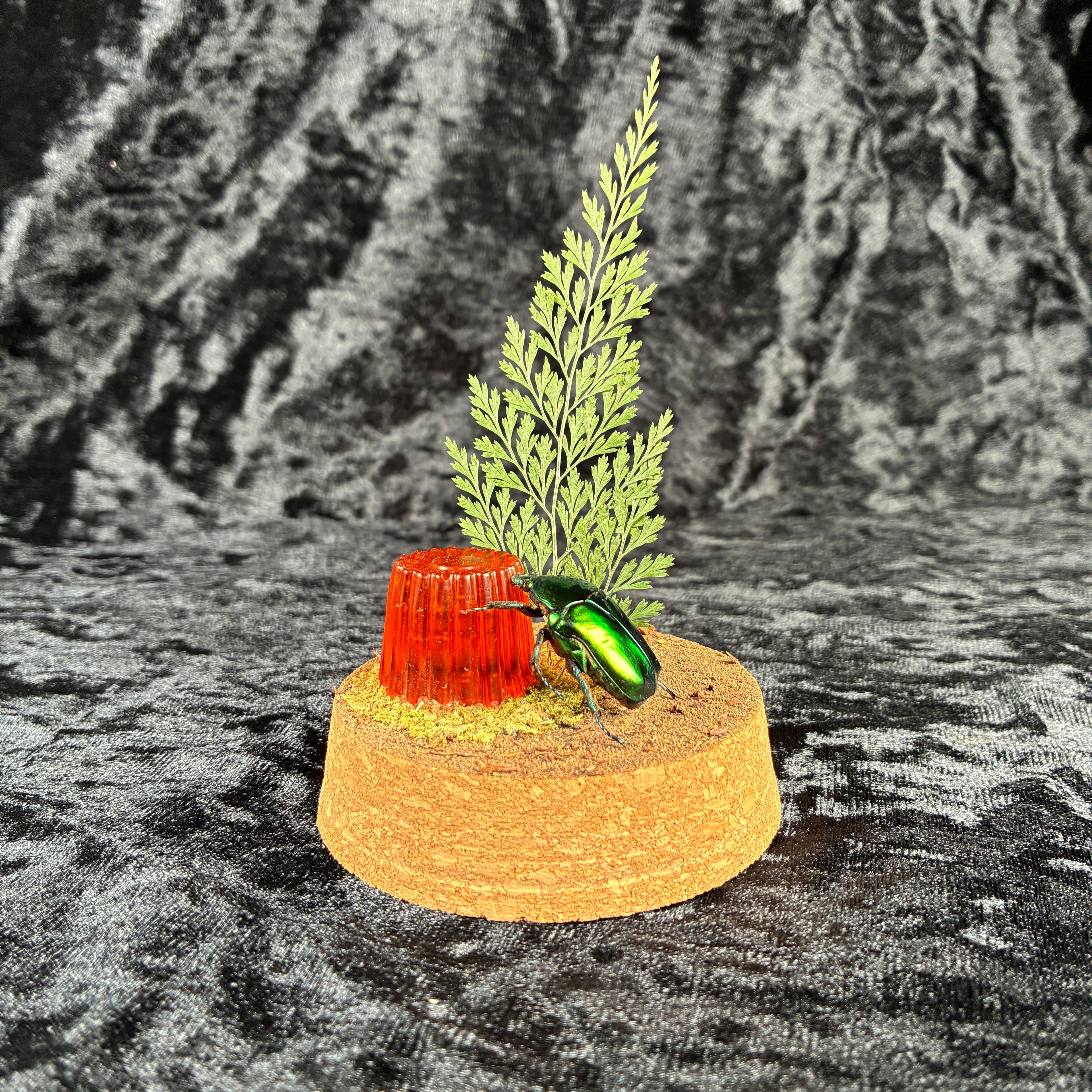 Flower beetle & ‘jelly’ dome