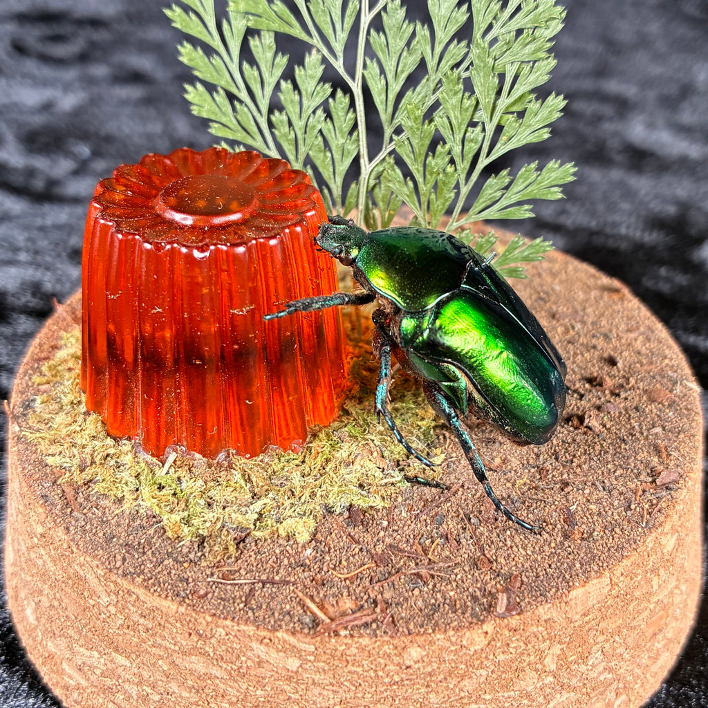 Flower beetle & ‘jelly’ dome