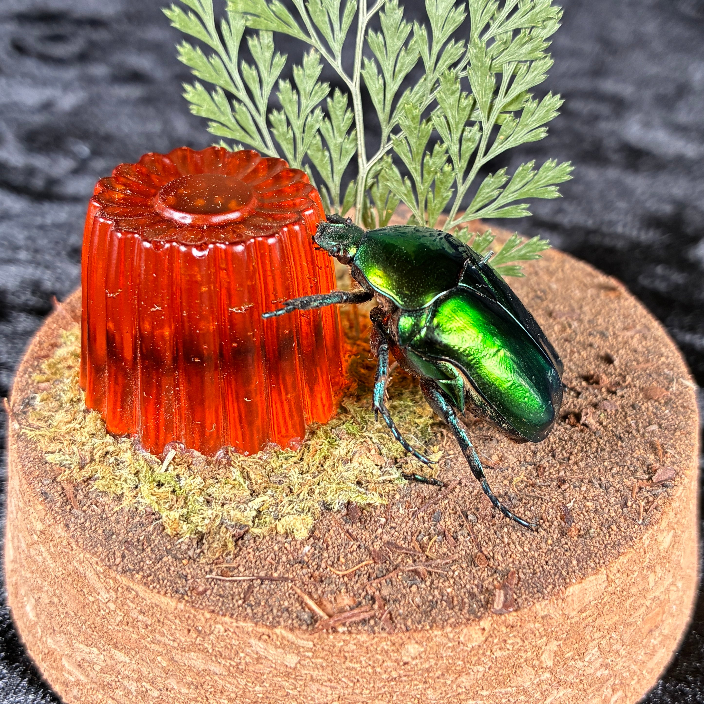 Flower beetle & ‘jelly’ dome