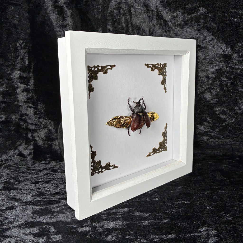 Rhino beetle specimen frame