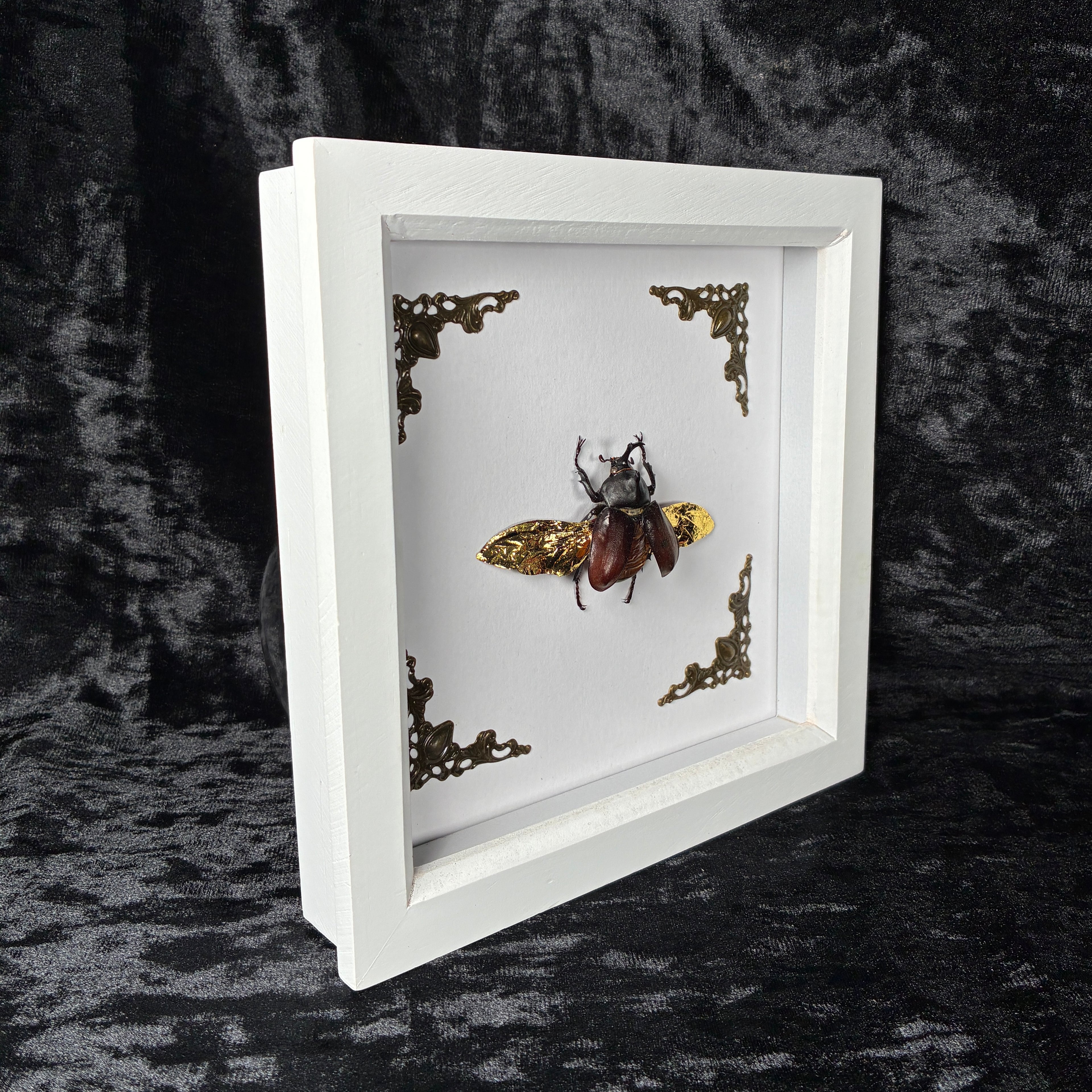 Rhino beetle specimen frame