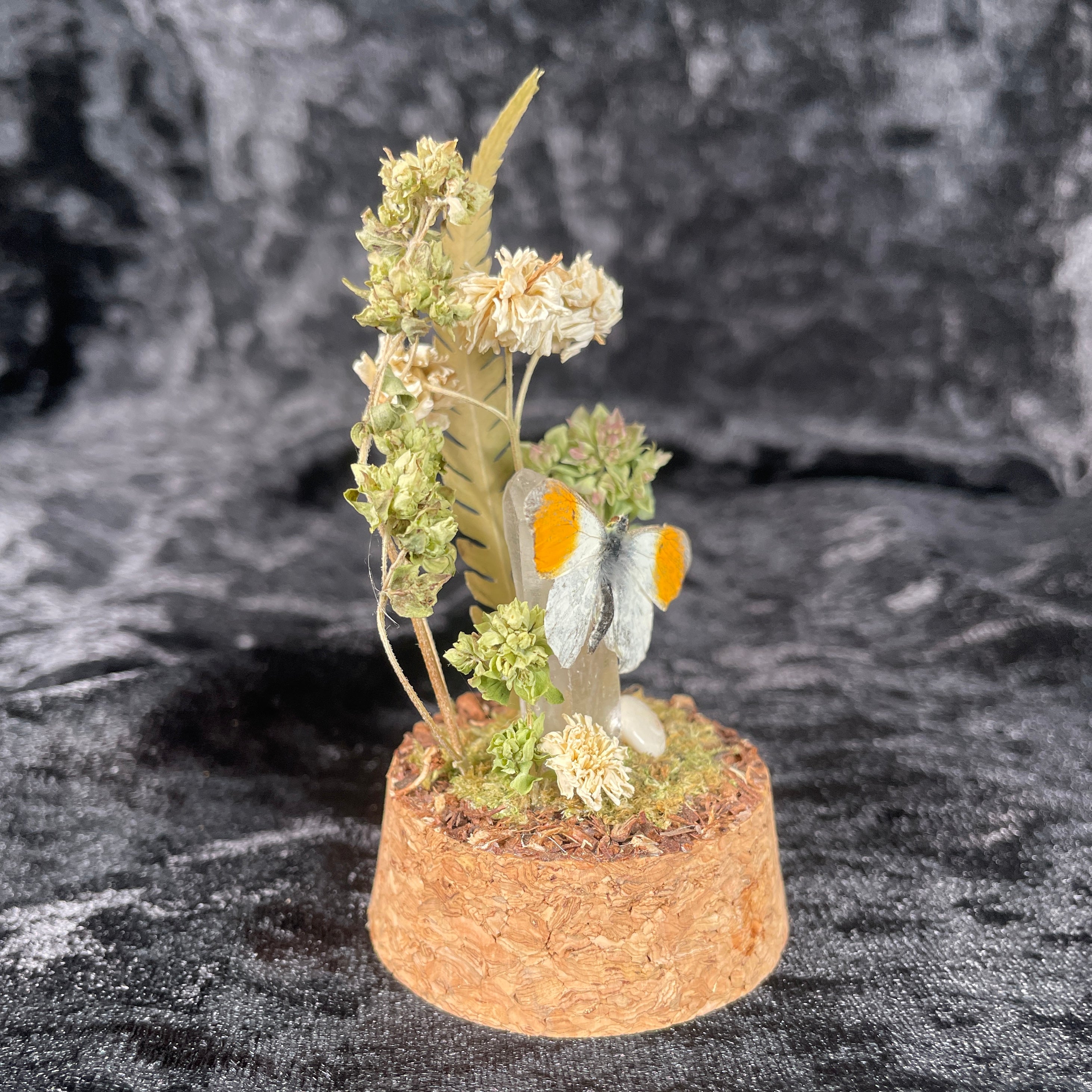 Butterfly specimen small dome