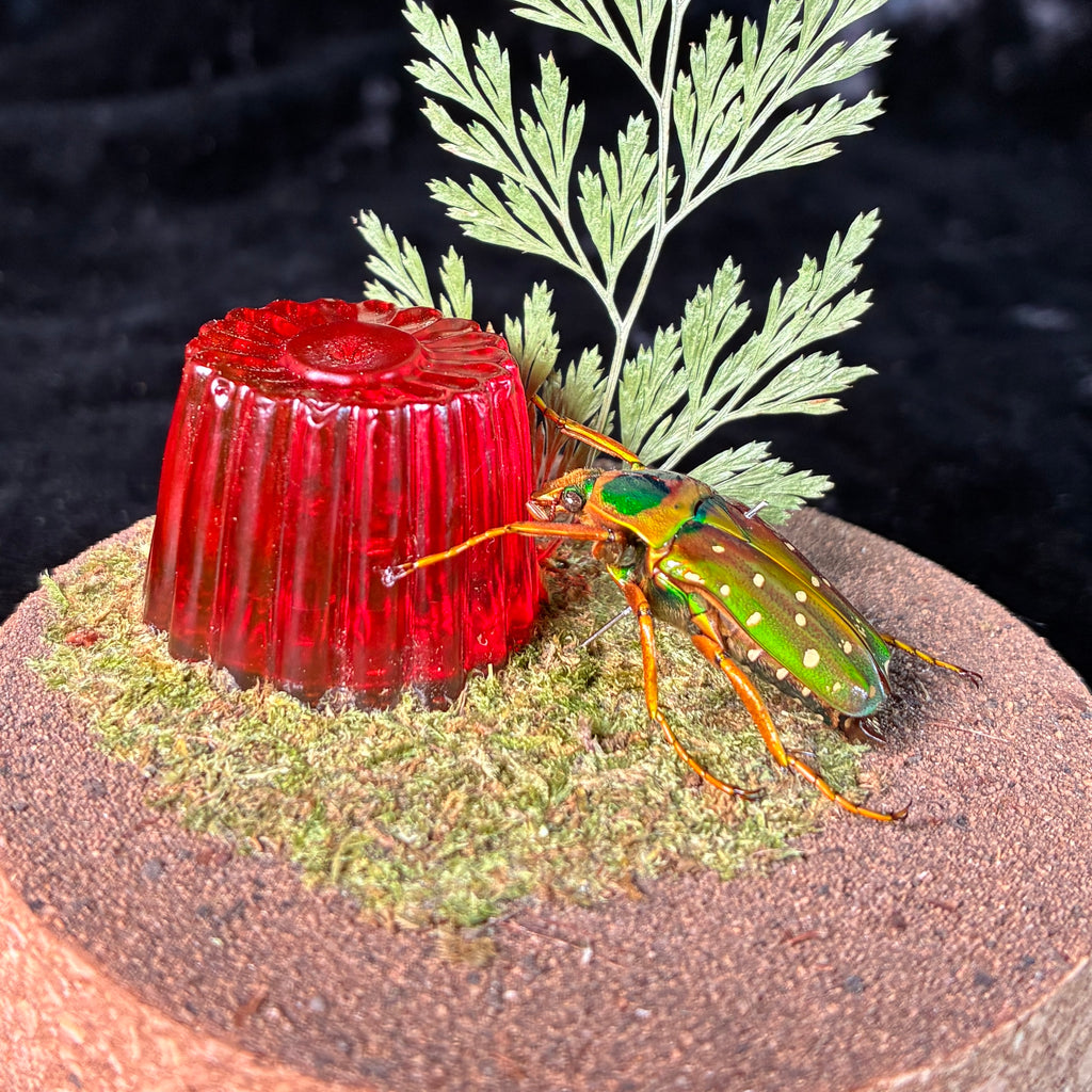 Beetle & faux jelly pot dome