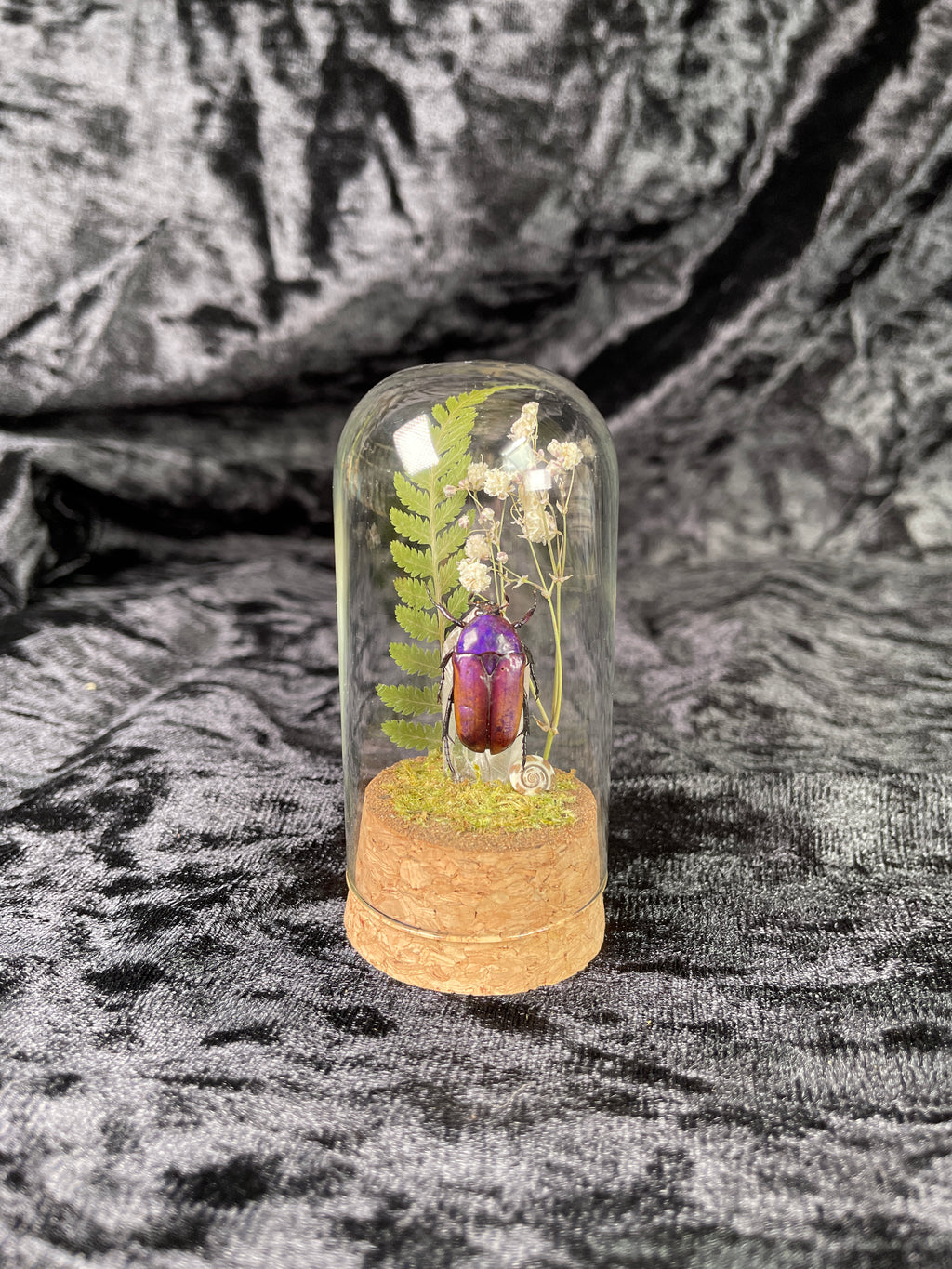 X-small mixed insect domes