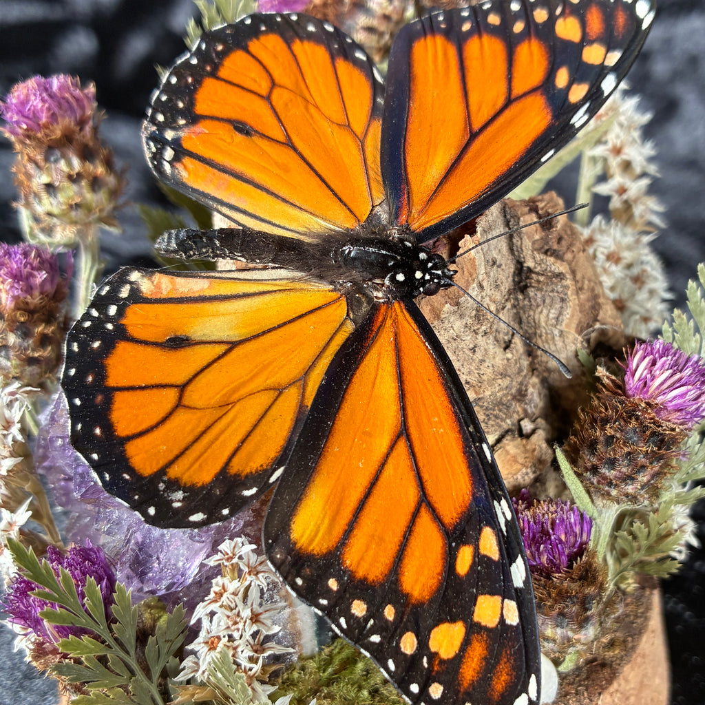 Monarch butterfly dome