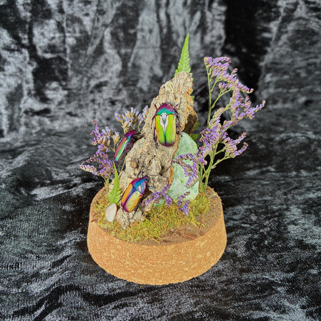 Beetle trio specimen dome