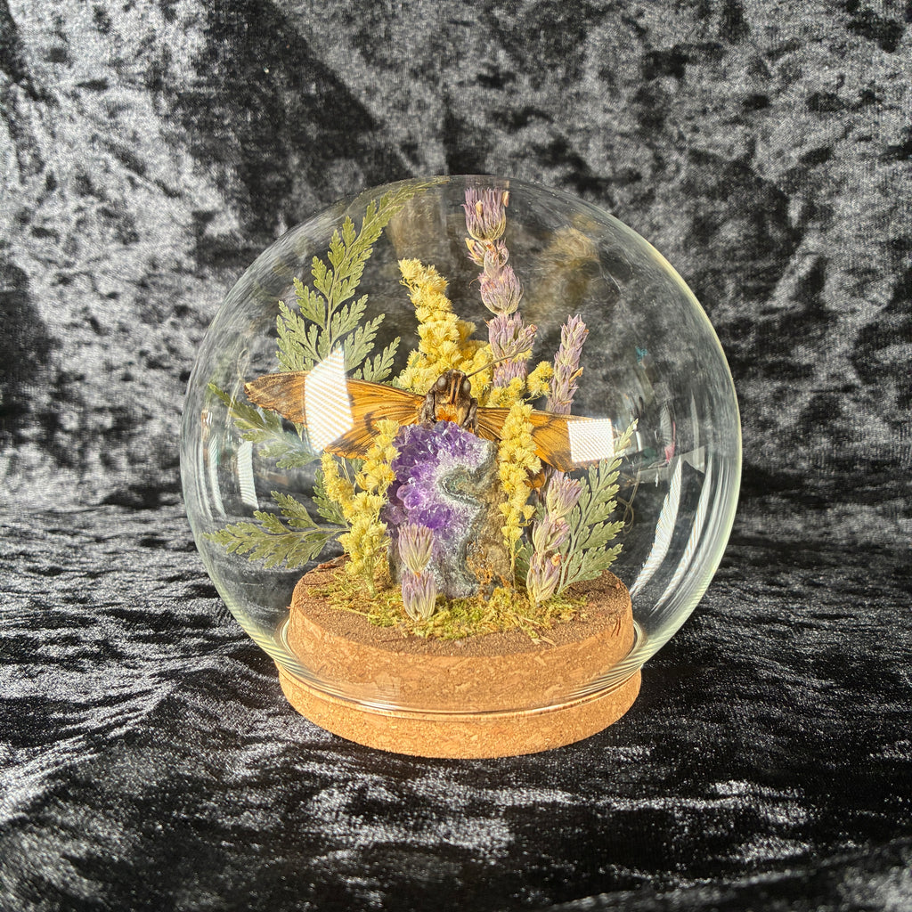 Death’s-head hawkmoth specimen dome