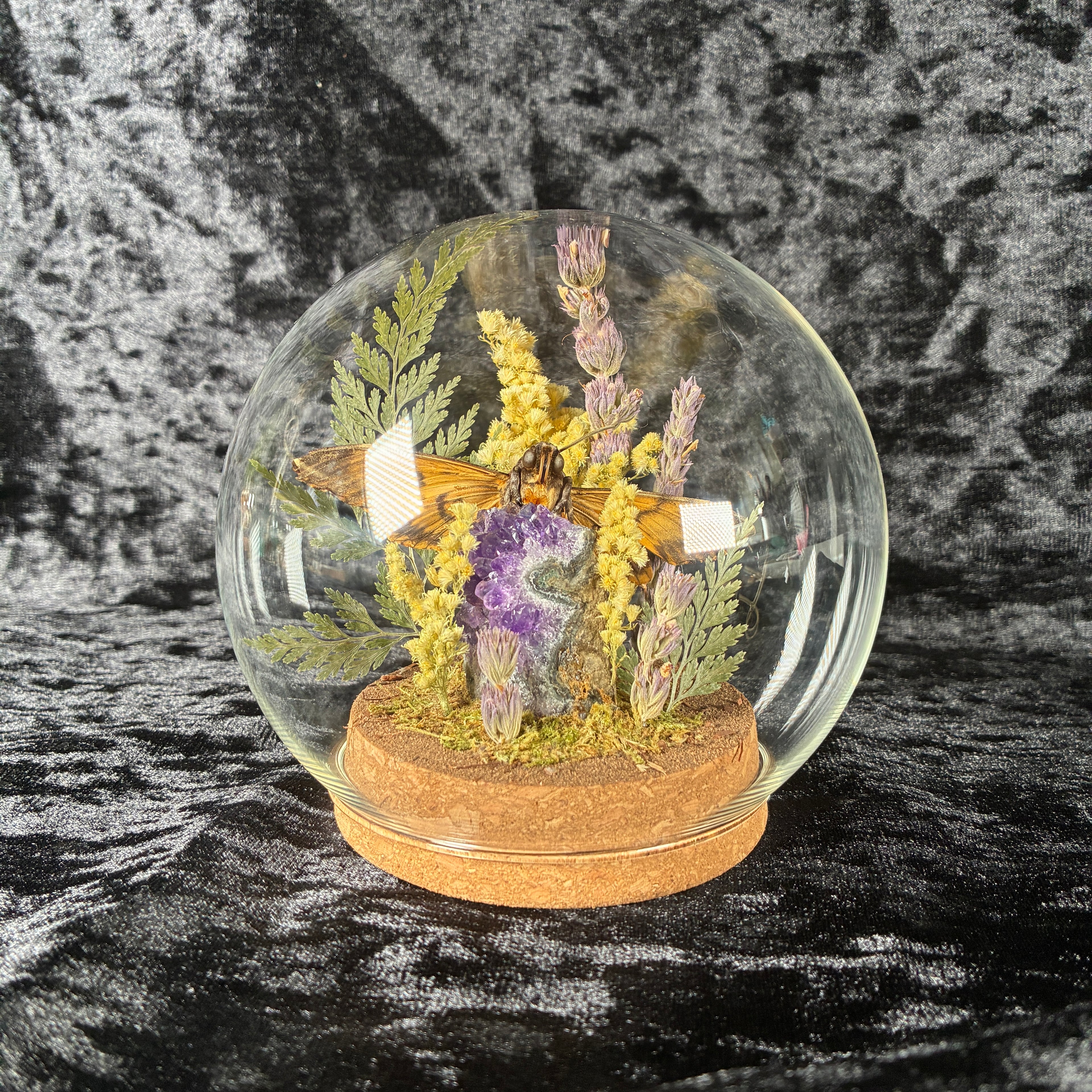 Death’s-head hawkmoth specimen dome