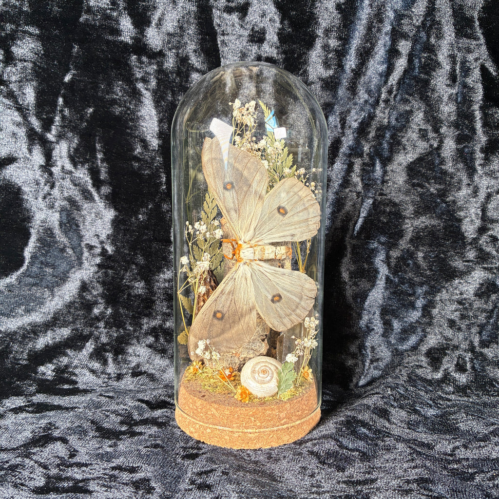 Ghostly silk moth dome