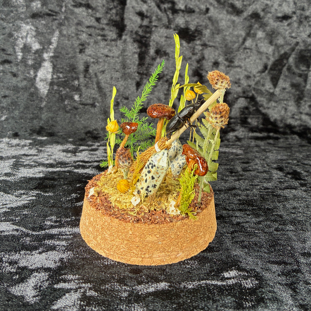 Beetle on a broomstick dome