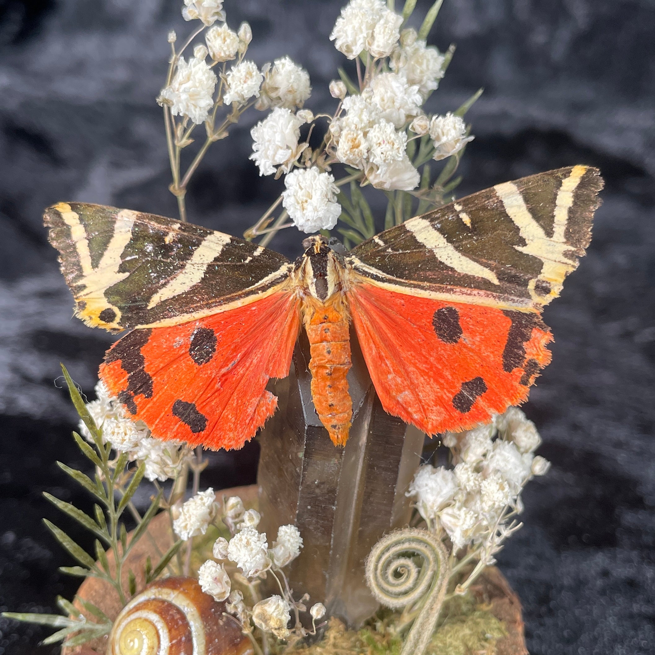 Tiger moth specimen dome